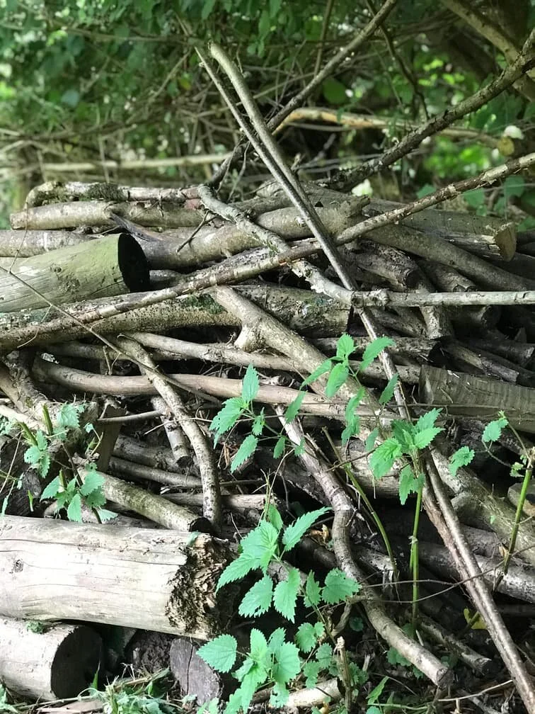 4. Log Pile.jpg