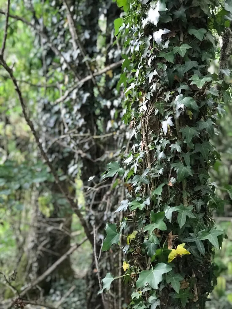 7. Climbing Plants & Epiphytes.jpg