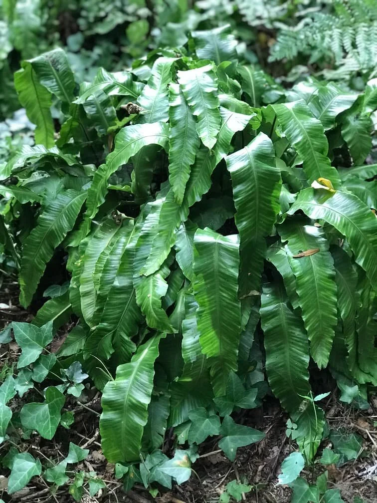 8. Ancient Woodland Indicators.jpg