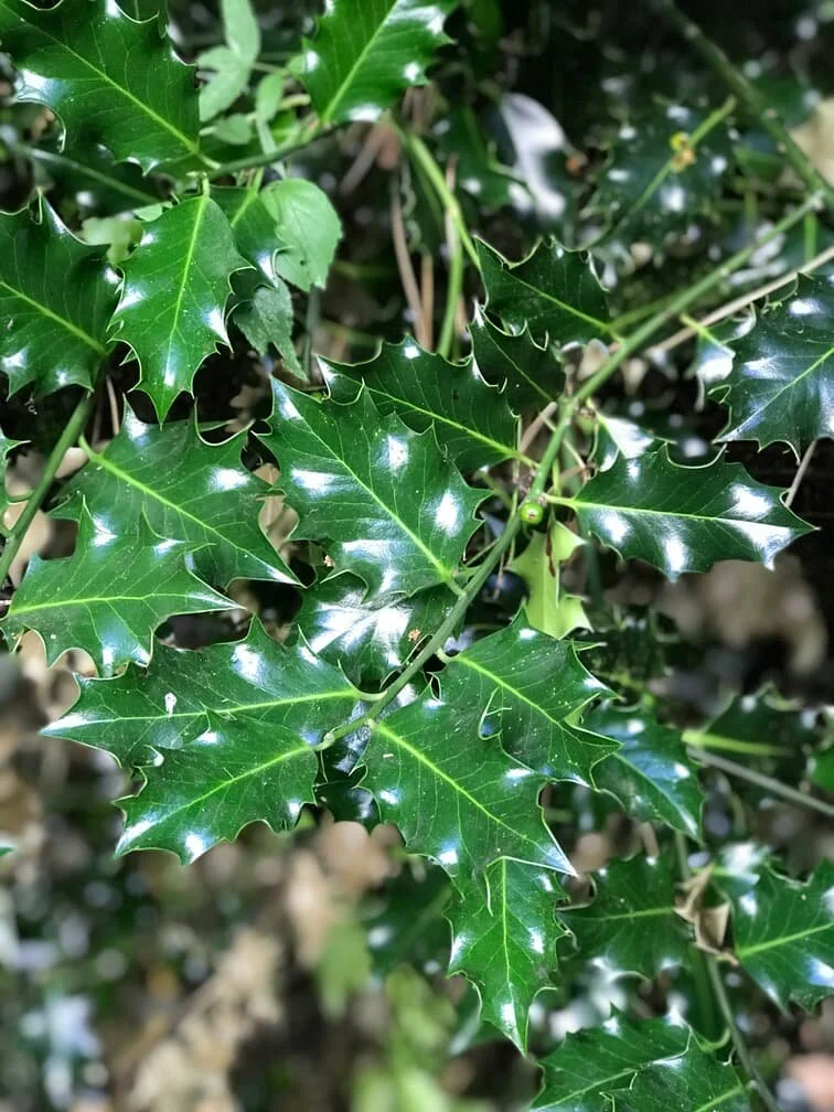 13. Holly.jpg