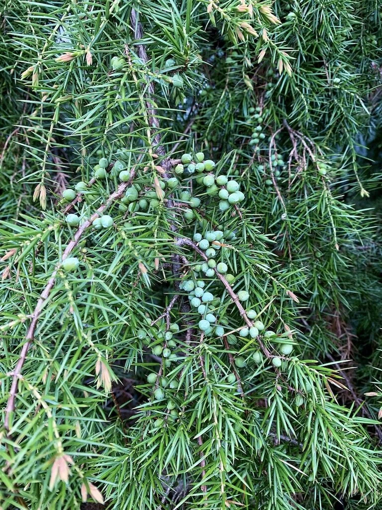 24. Juniper.jpg