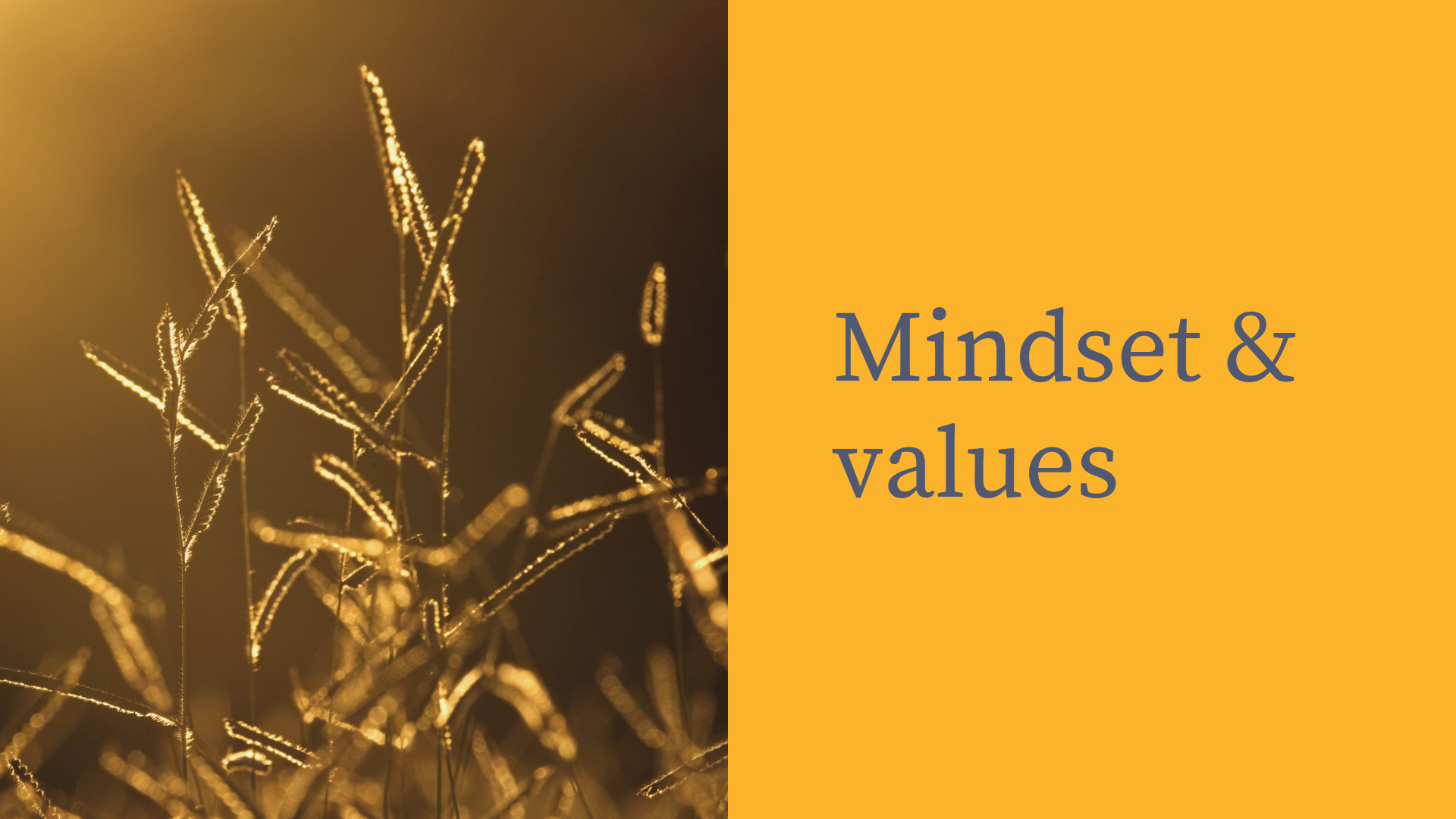 Close-up of tall grass with dew drops, backlit by warm sunlight, on the left side; yellow background with the text 'Mindset & values' in blue on the right side.