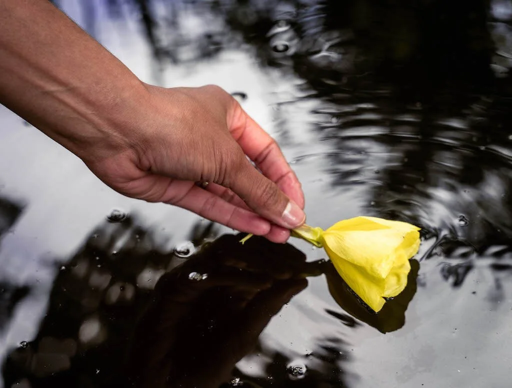 A person's hand gently placing a yellow flower on the surface of dark water.