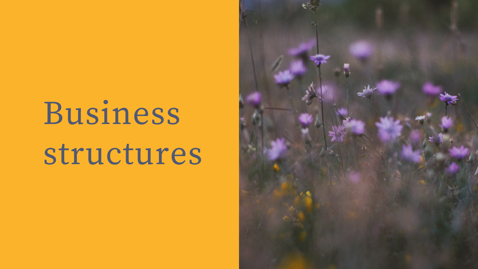 Split image with a yellow background and dark text on the left that reads 'Business structures', and a field of purple and white flowers on the right.