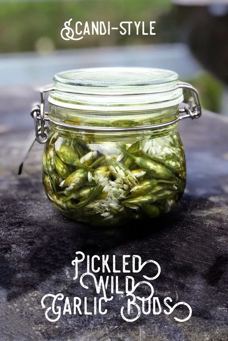 Pickled Wild Garlic Recipe | Go Wild Online Forest School Training