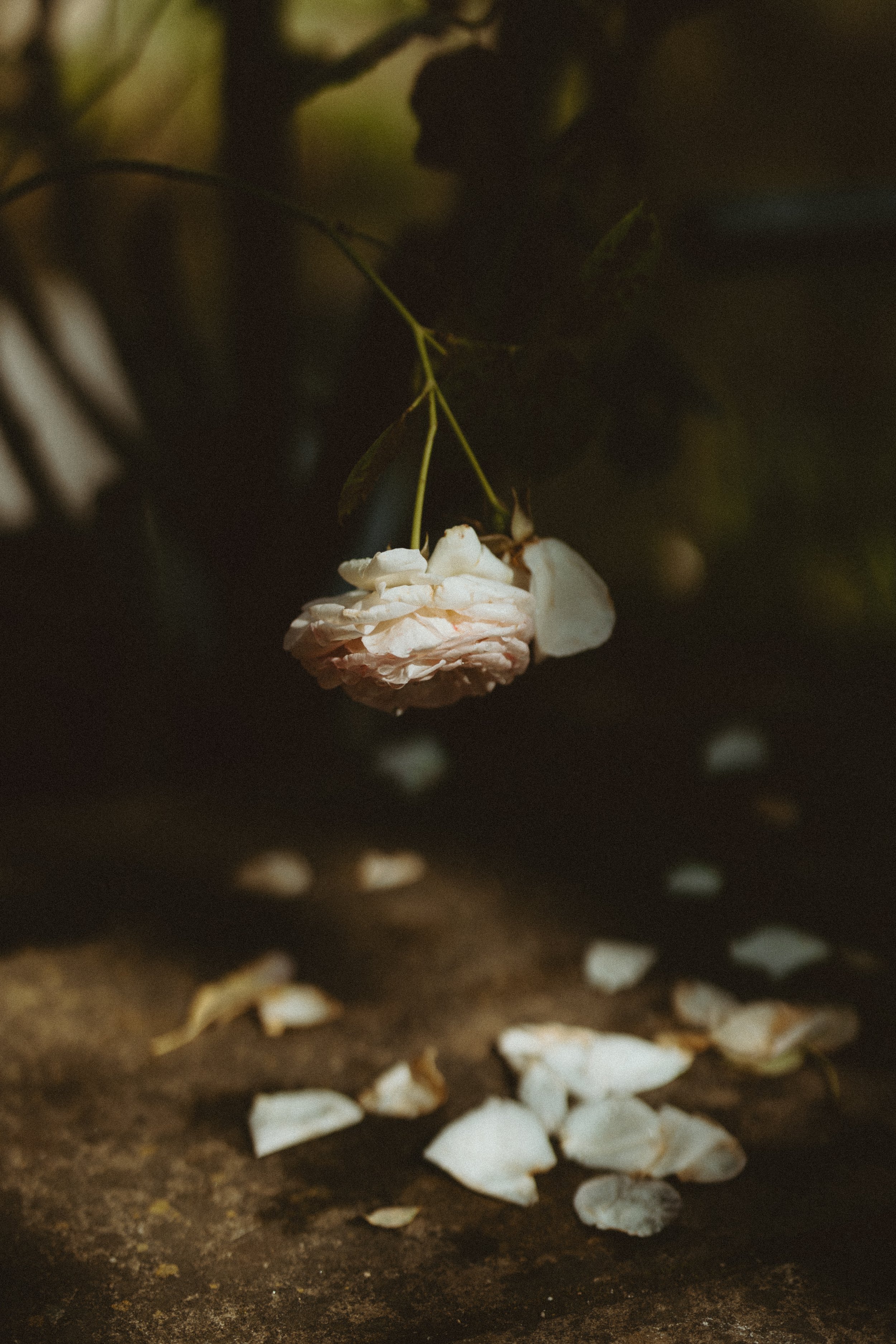 flowers at night-26.jpg