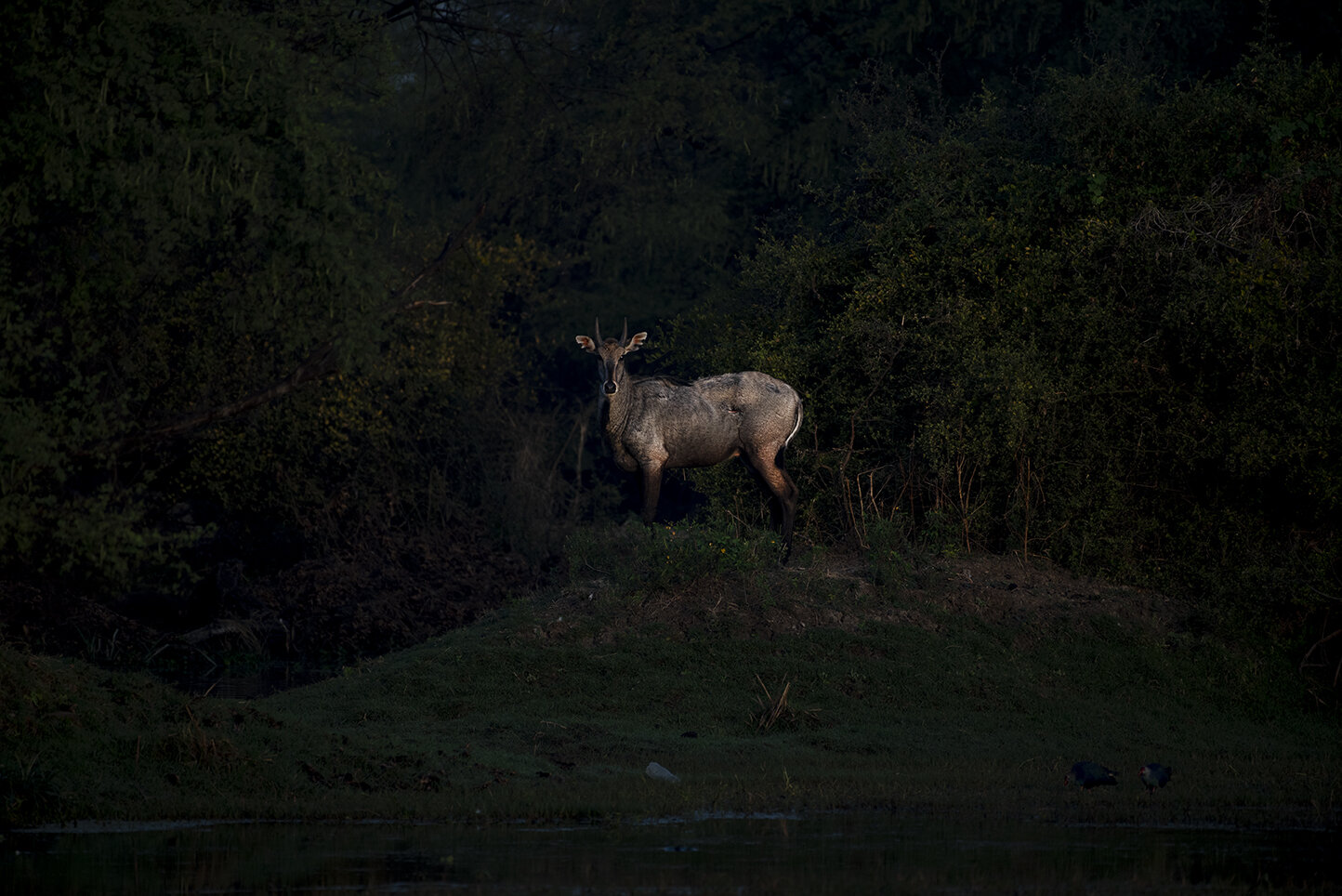 _DSC5565 SS.jpg