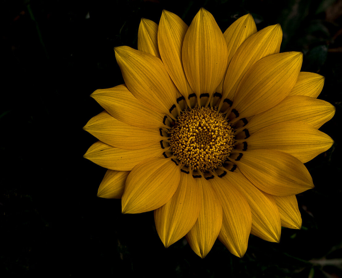 DSC_2593SS.jpg