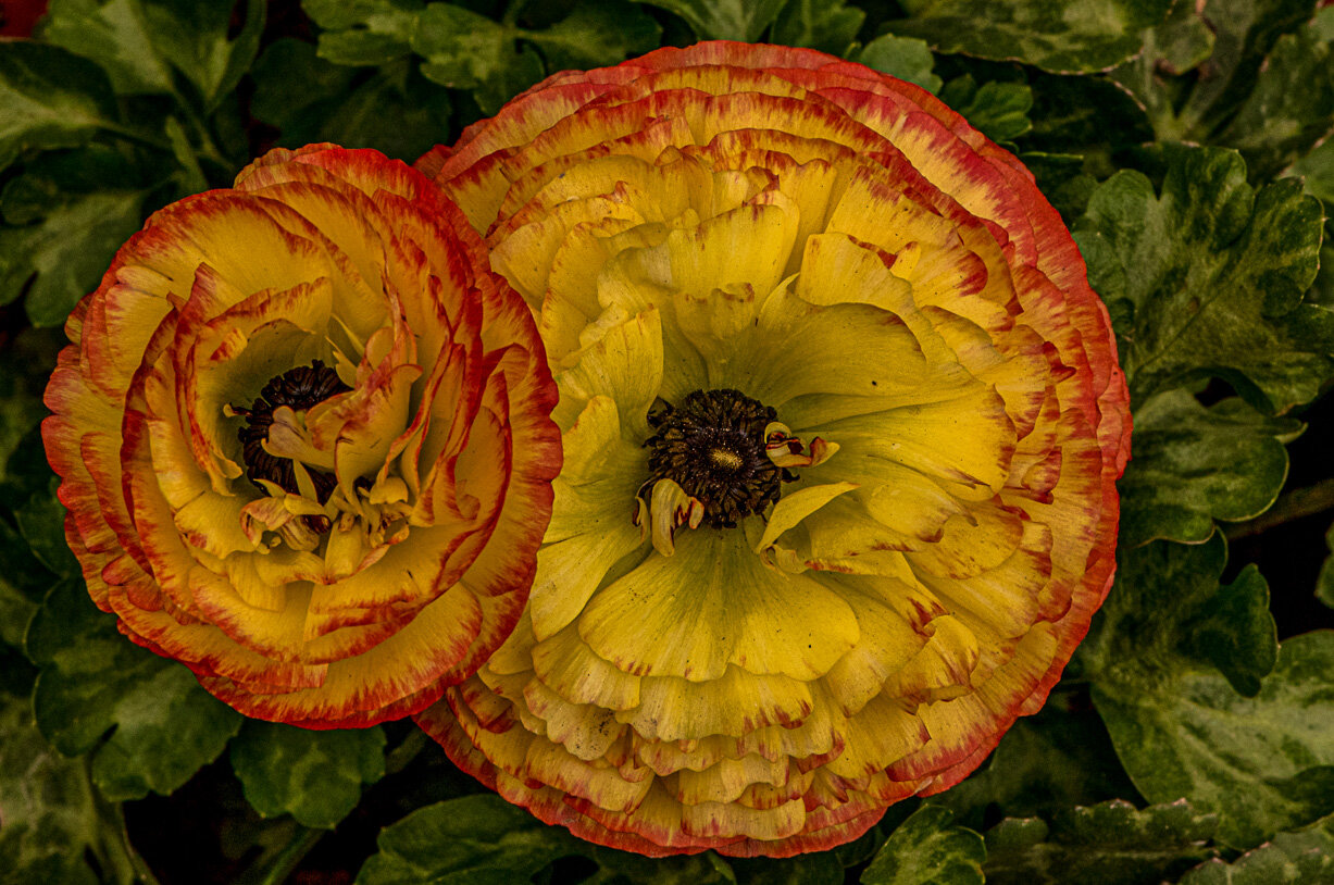 DSC_2642SS.jpg