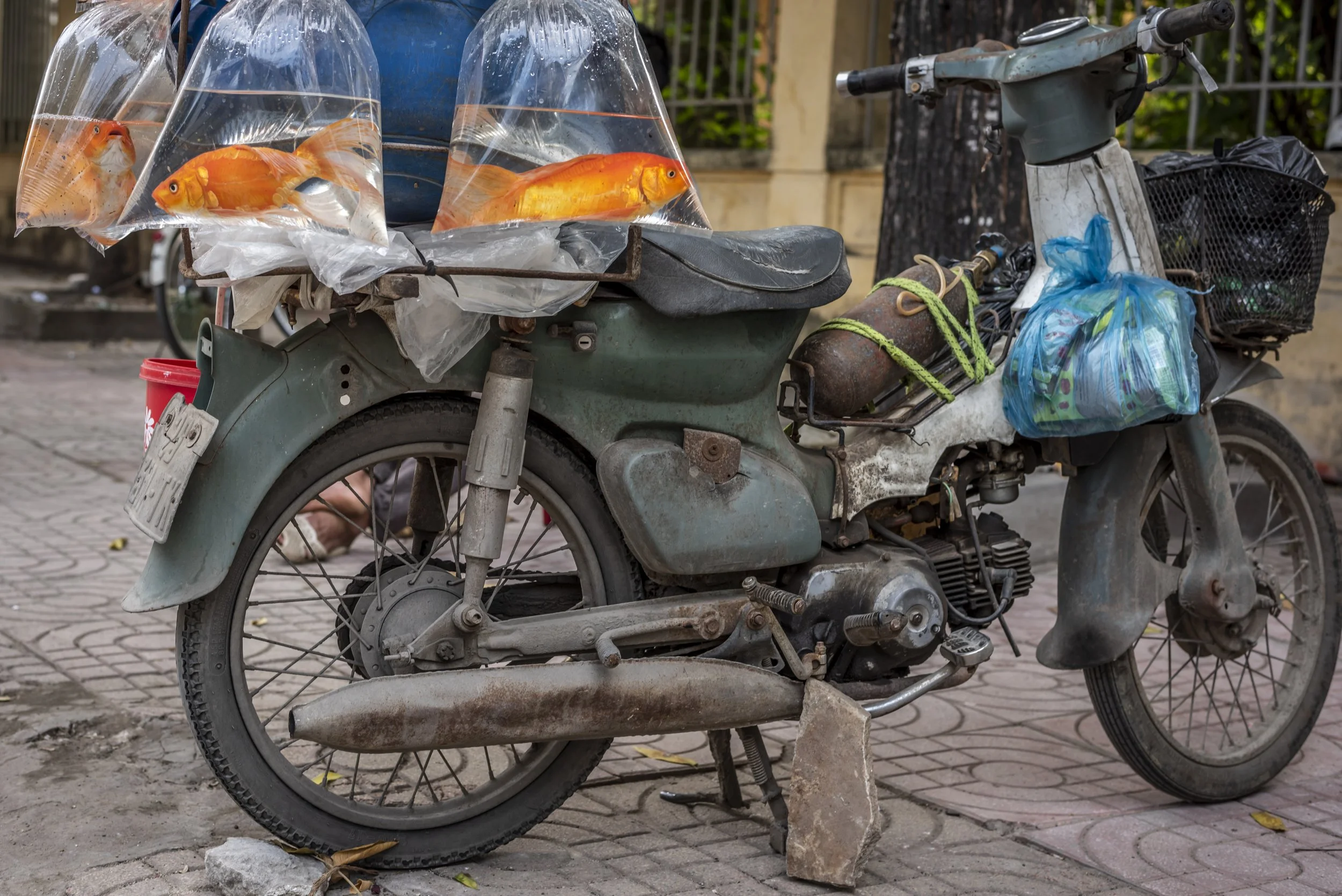 PetFishSale_Vietnam_AJones_2020-7.jpg