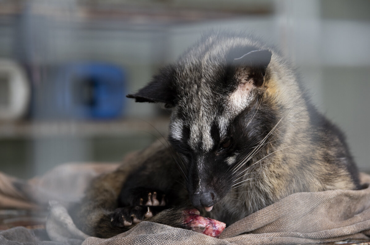 Civet Coffee A Cup Of Cruelty Moving Animals