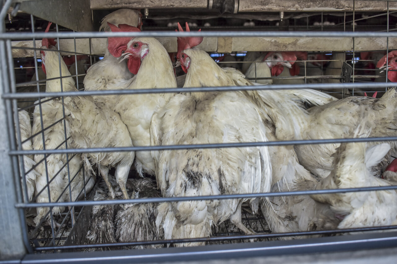 IntensiveEggFarming_India_AJones_2018-36.jpg