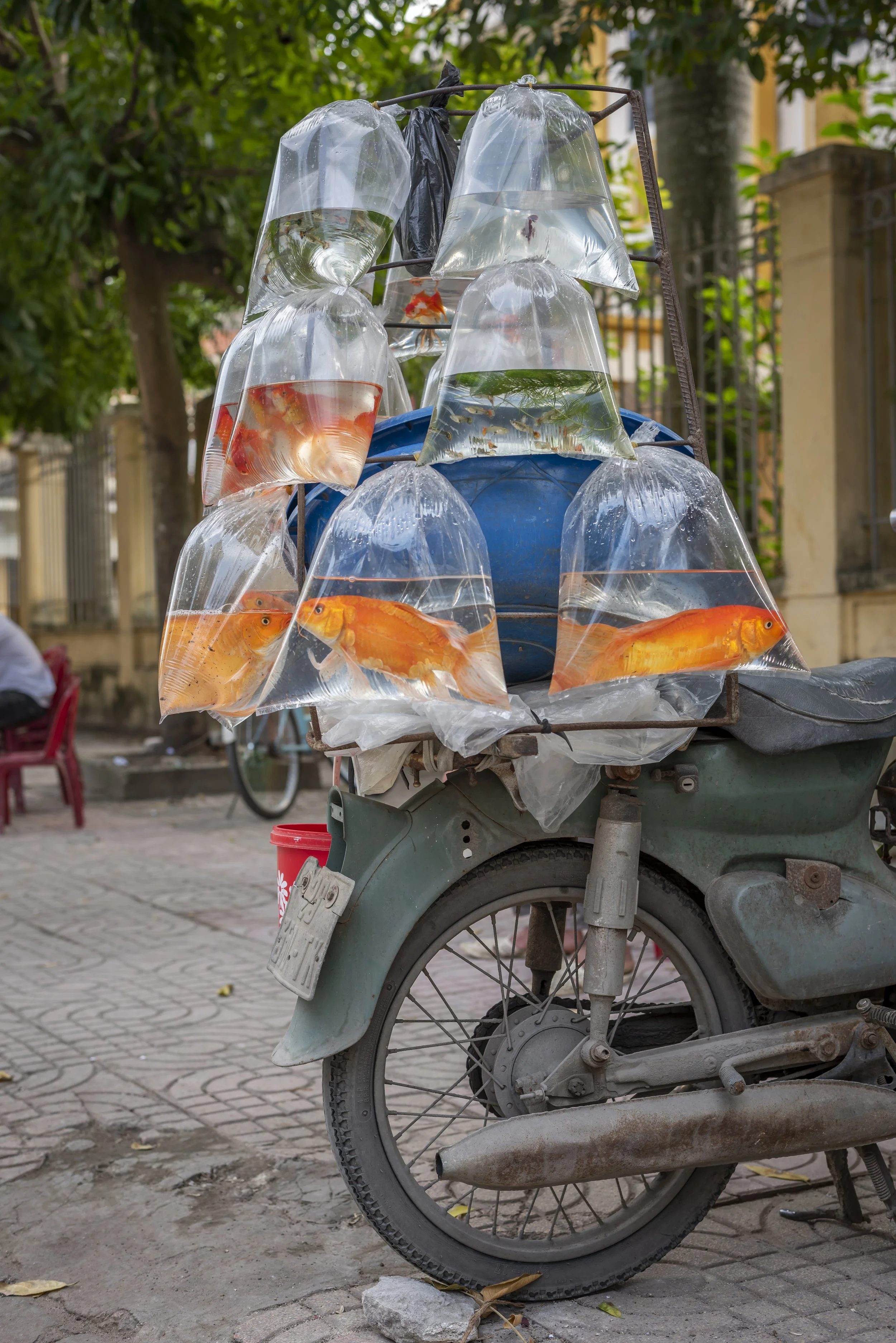 PetFishSale_Vietnam_AJones_2020-6.jpg