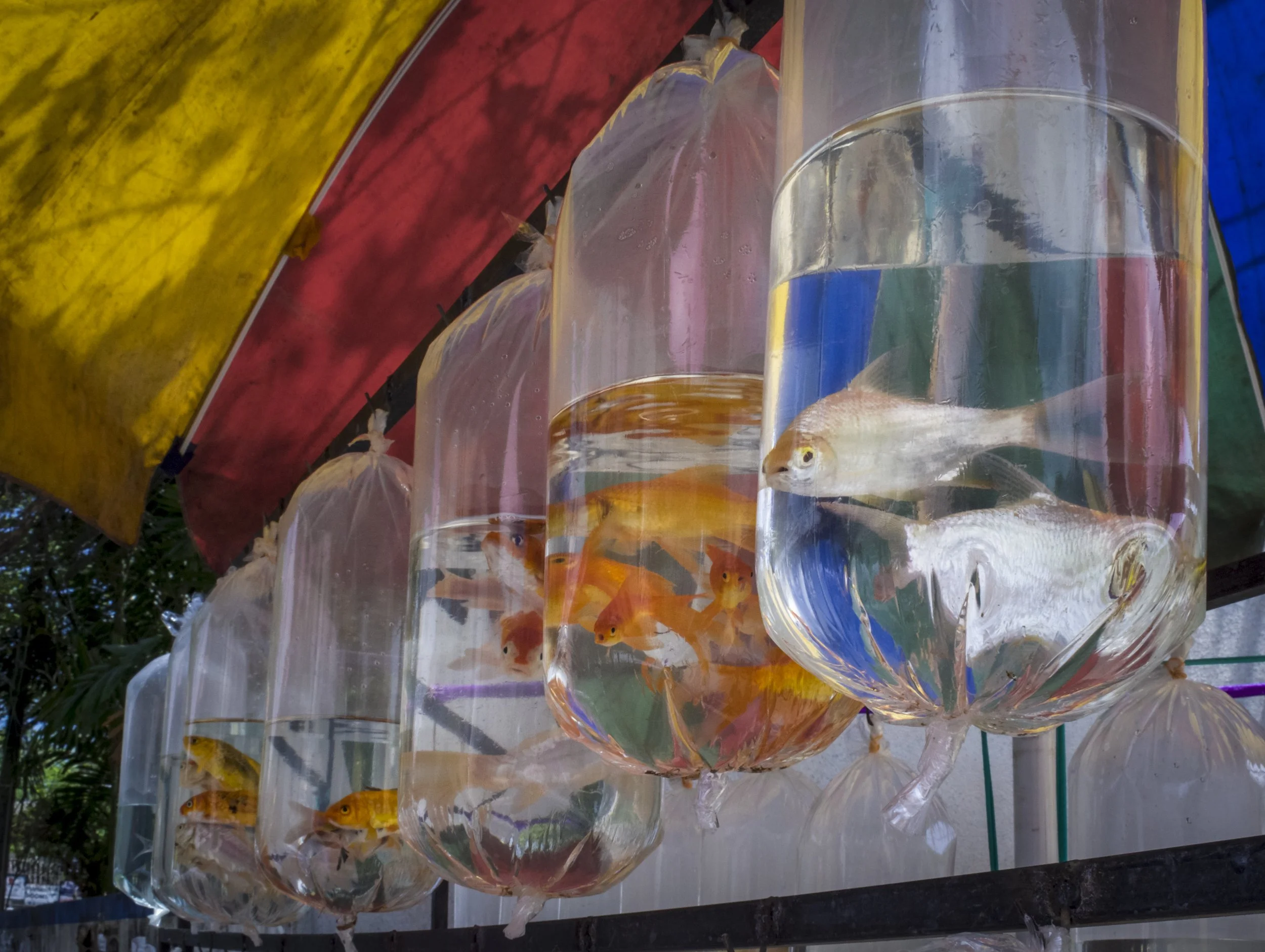 PetShops_SriLanka_AJones_2018-20.jpg