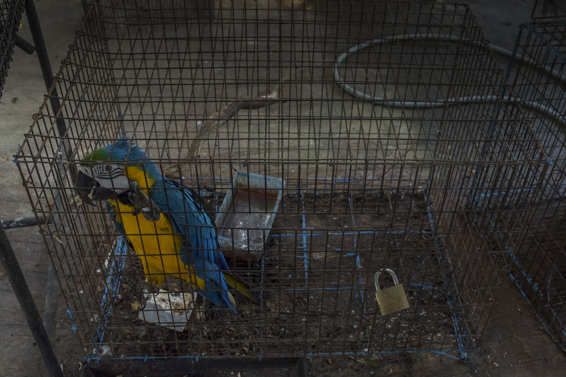 PhuketZoo_Thailand_AJones_2019-261.jpg