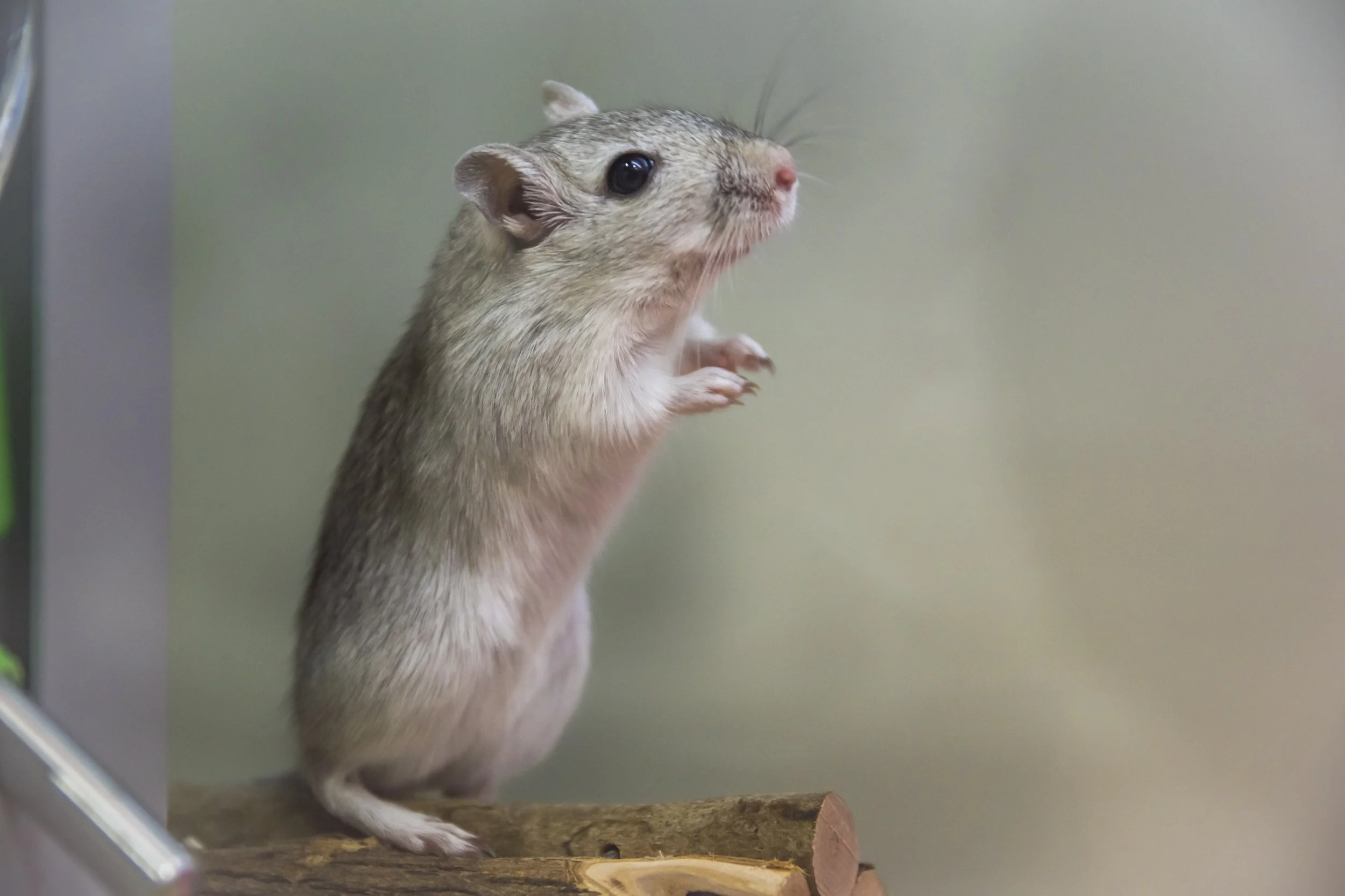 PetShop_UK_AJones_2018-22.jpg