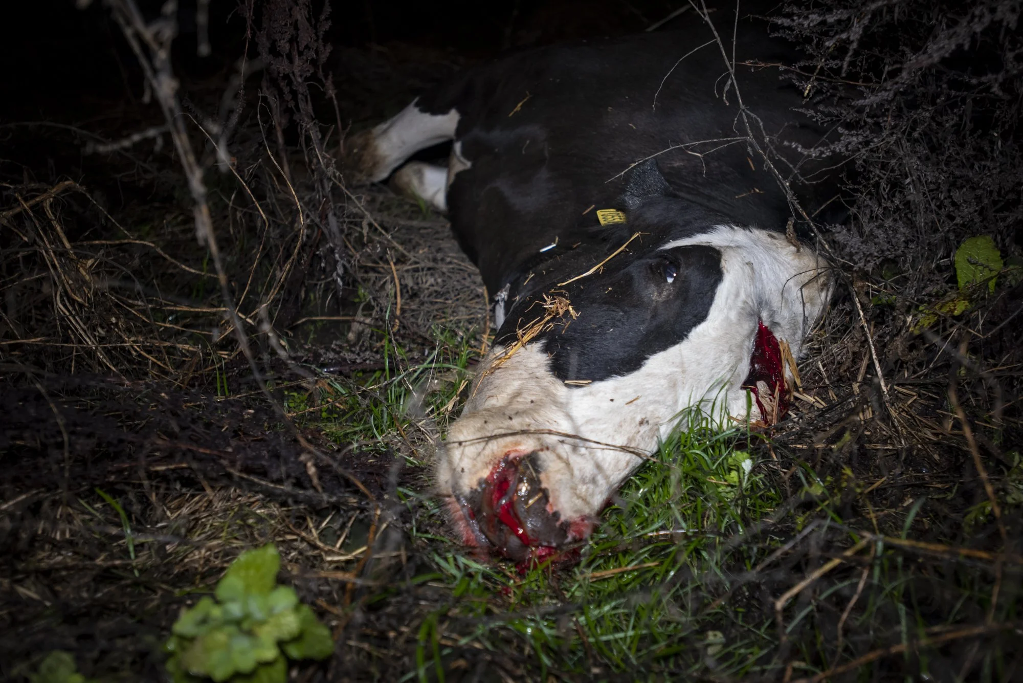 Shot_Behind Closed Doors.jpg