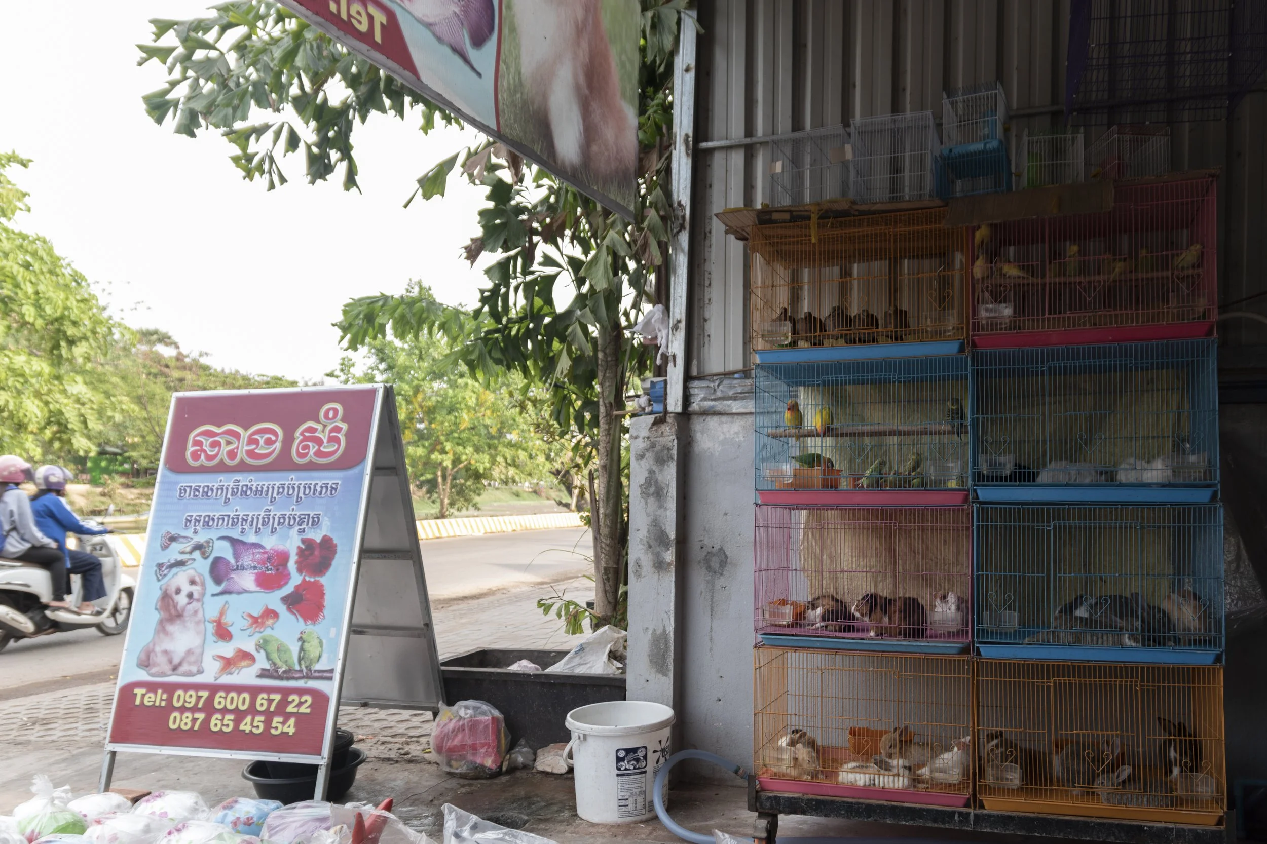 PetShop_Cambodia_AJones_2019-13.jpg
