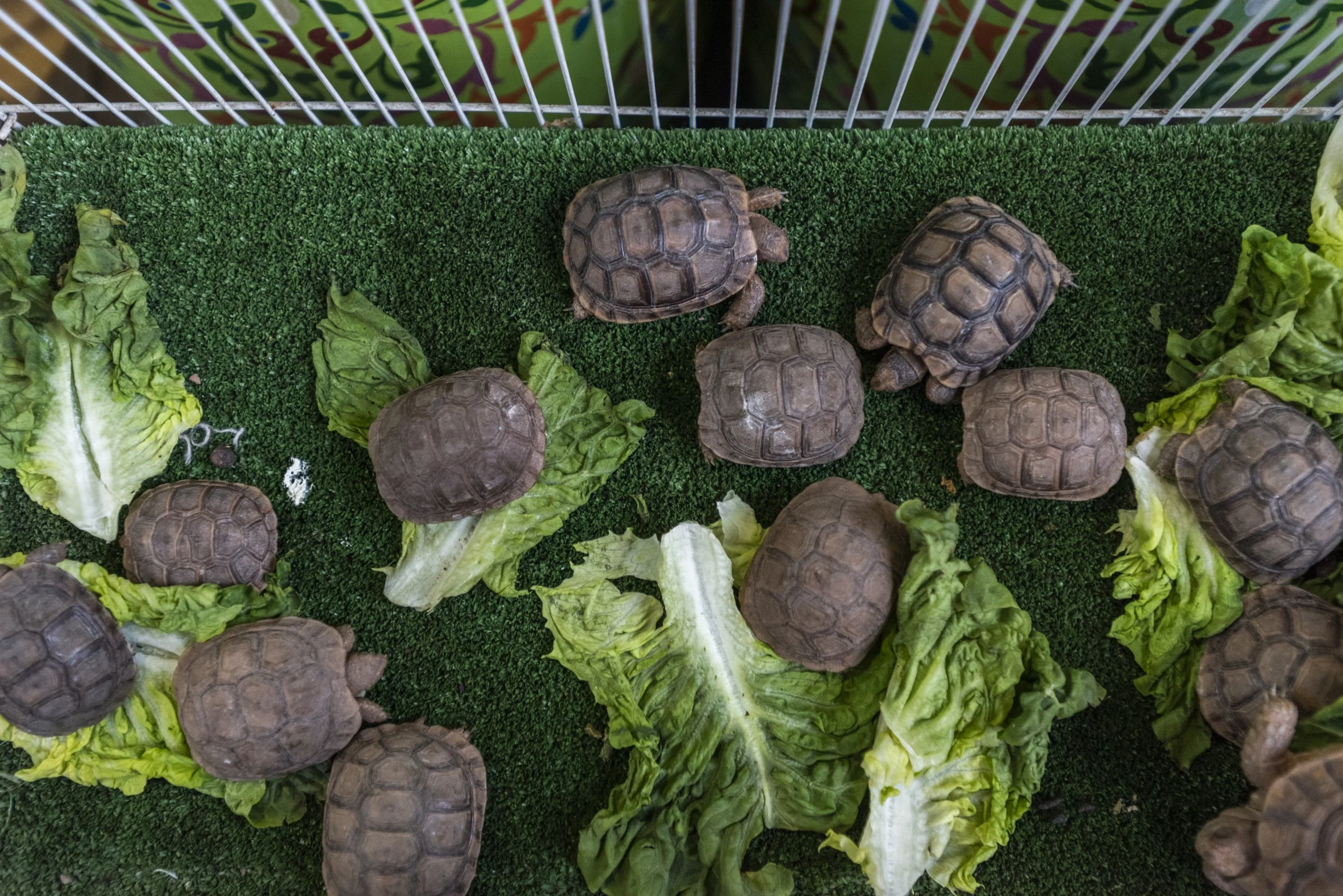TortoisePetSale_Morocco_AJones_2020-27.jpg