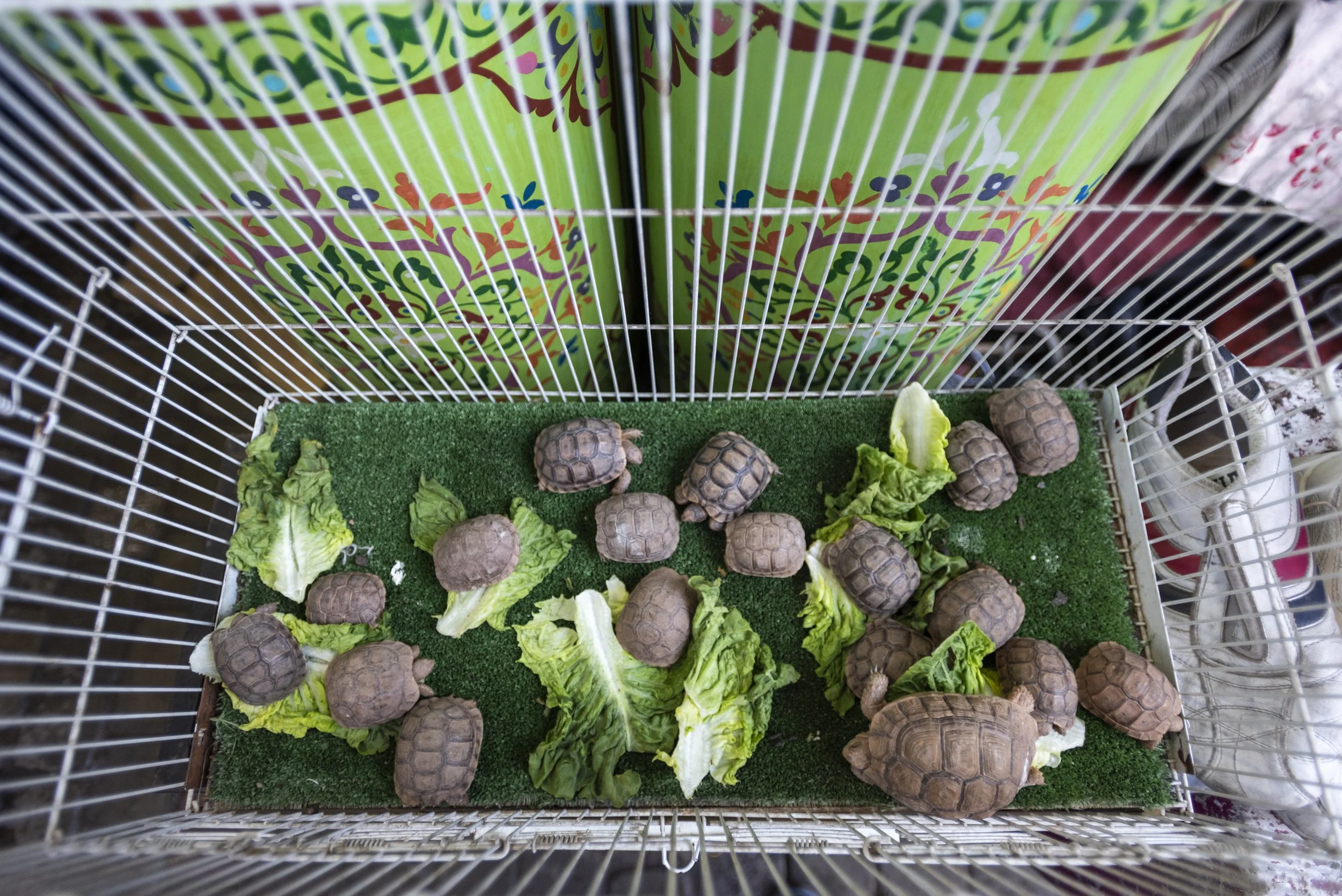 TortoisePetSale_Morocco_AJones_2020-7.jpg