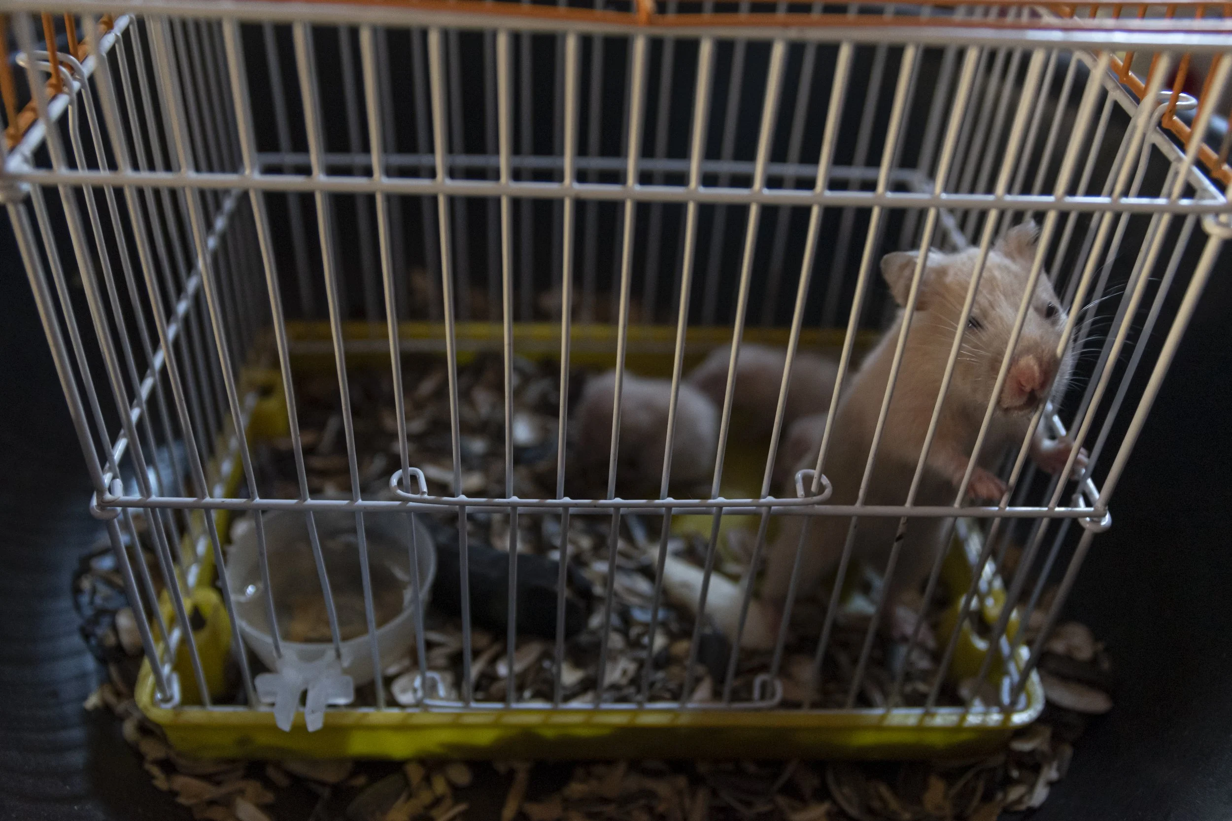PetShop_Cambodia_AJones_2019-4.jpg