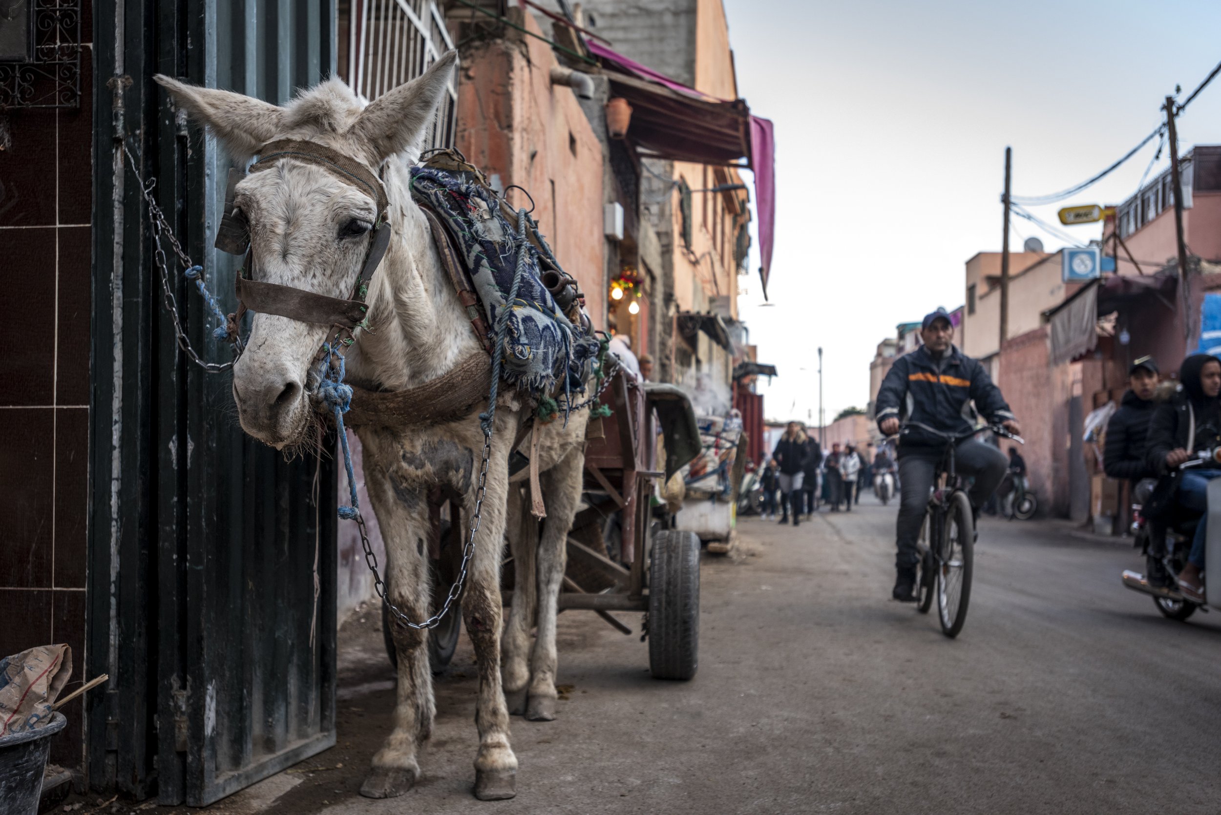 WorkingAnimals_Morocco_AJones_2020-23.jpg