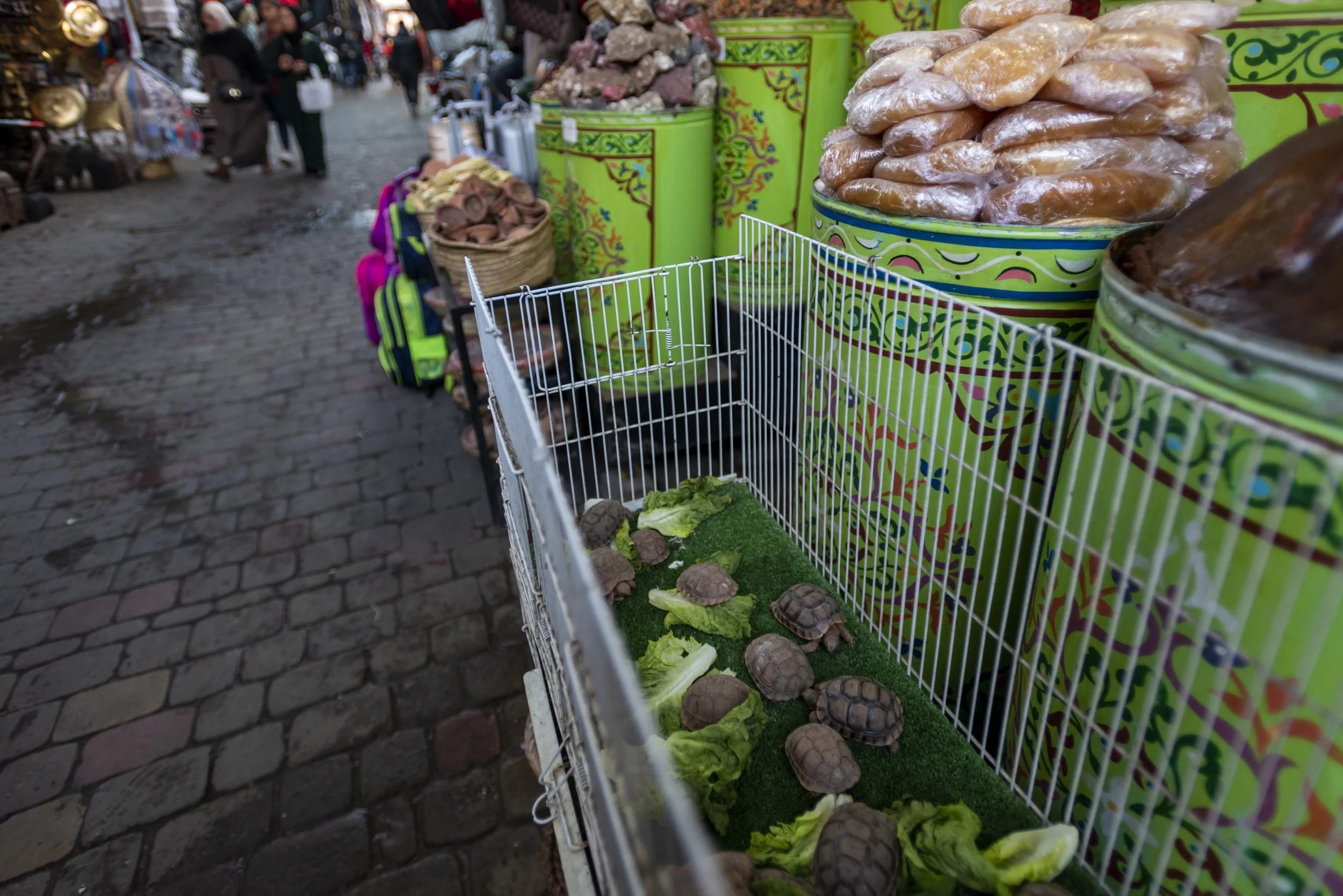 TortoisePetSale_Morocco_AJones_2020-13.jpg