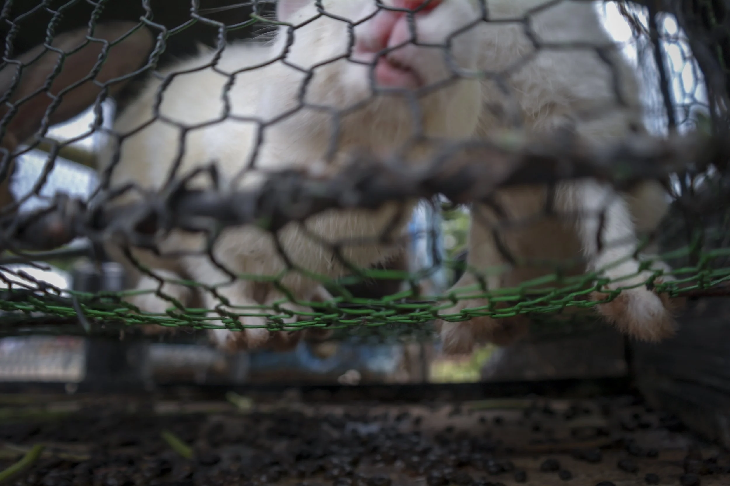 PetShops_SriLanka_AJones_2018-6.jpg