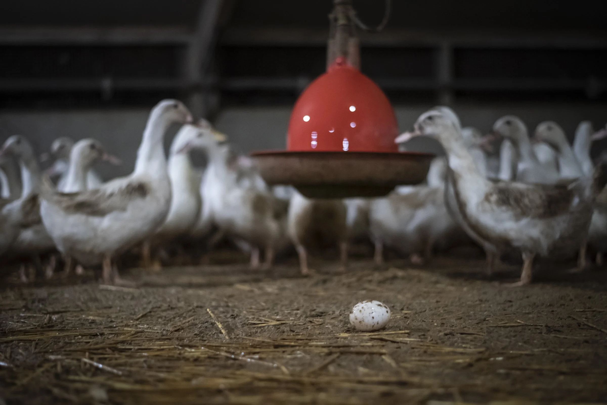 Duck egg farm, Amy Jones- Viva!-13.jpg