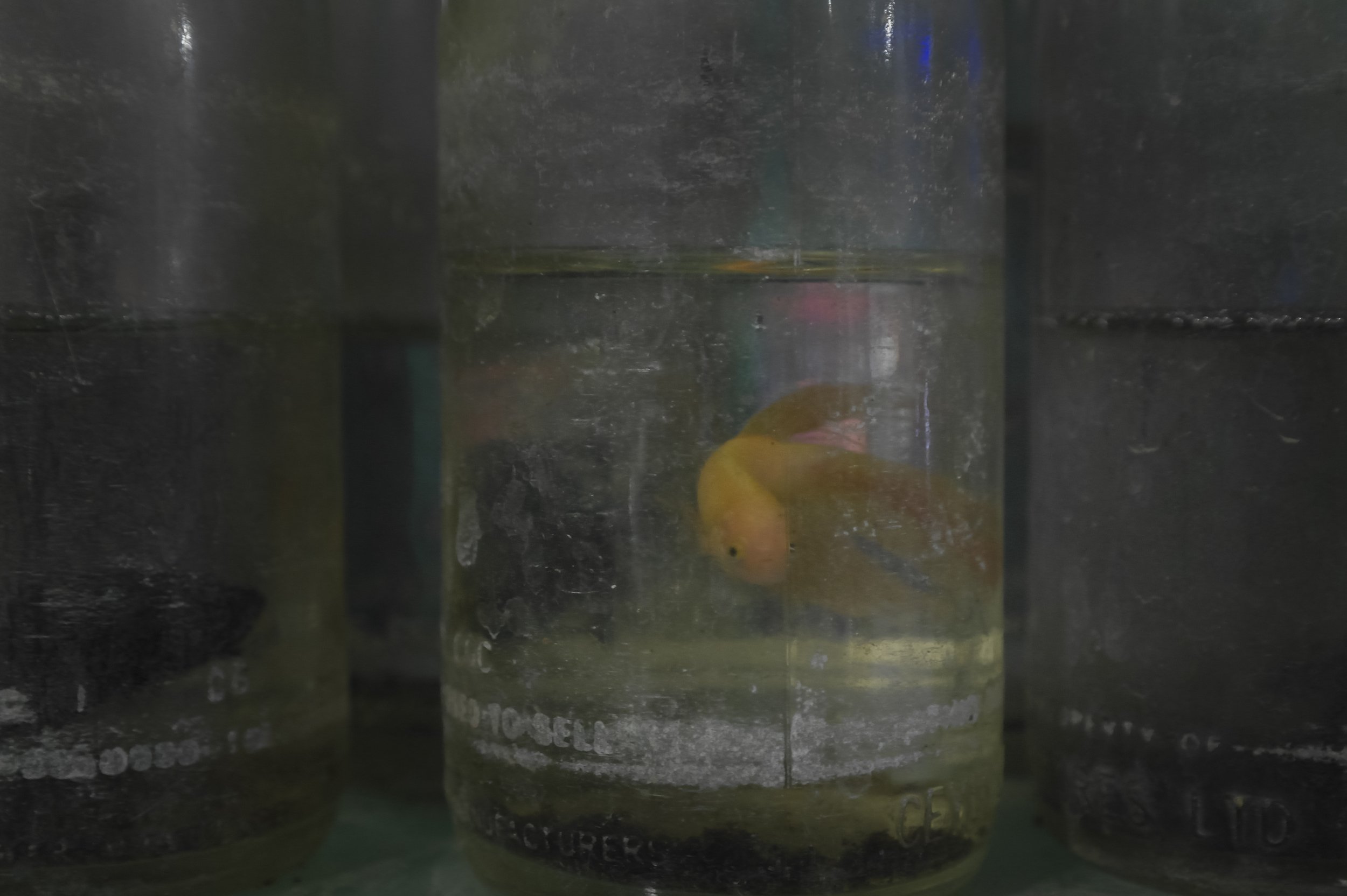PetShops_SriLanka_AJones_2018-11.jpg