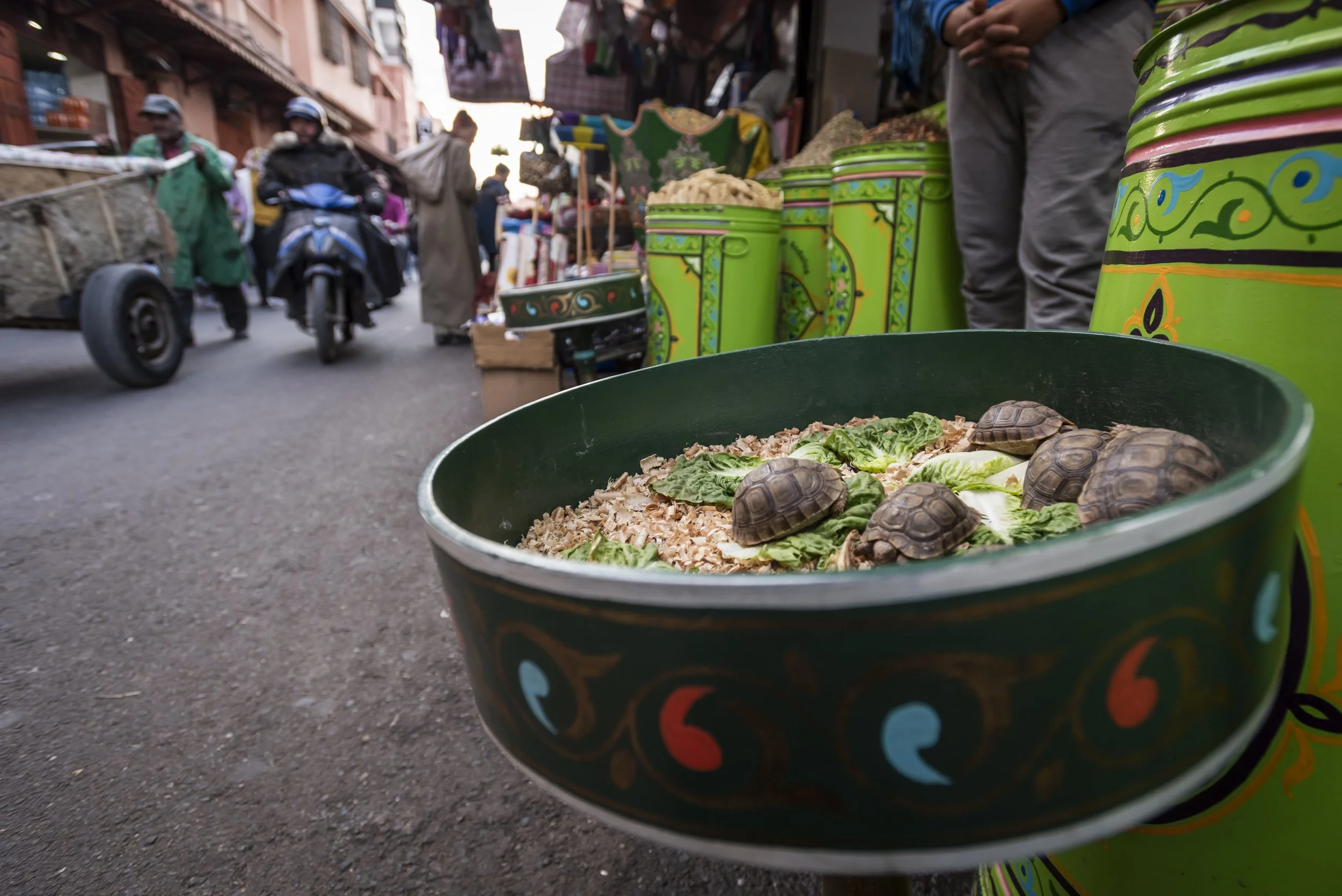 Spices, Trinkets…Tortoises?.jpg