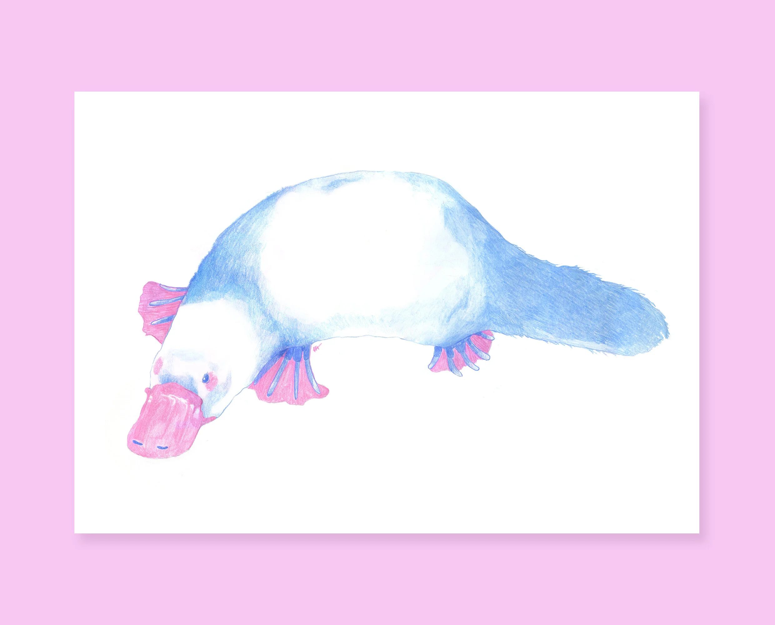 Platypus drawing
