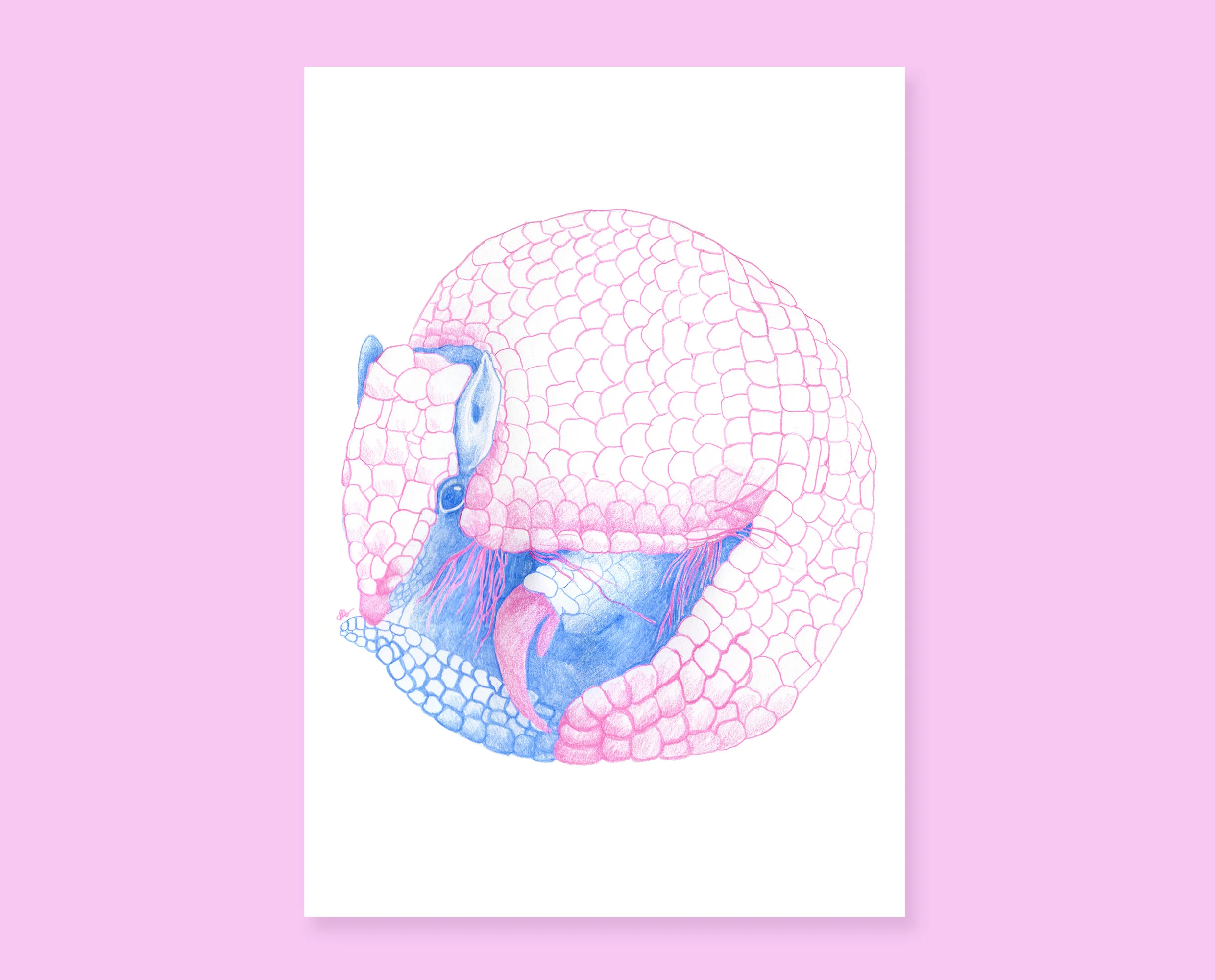 Armadillo drawing