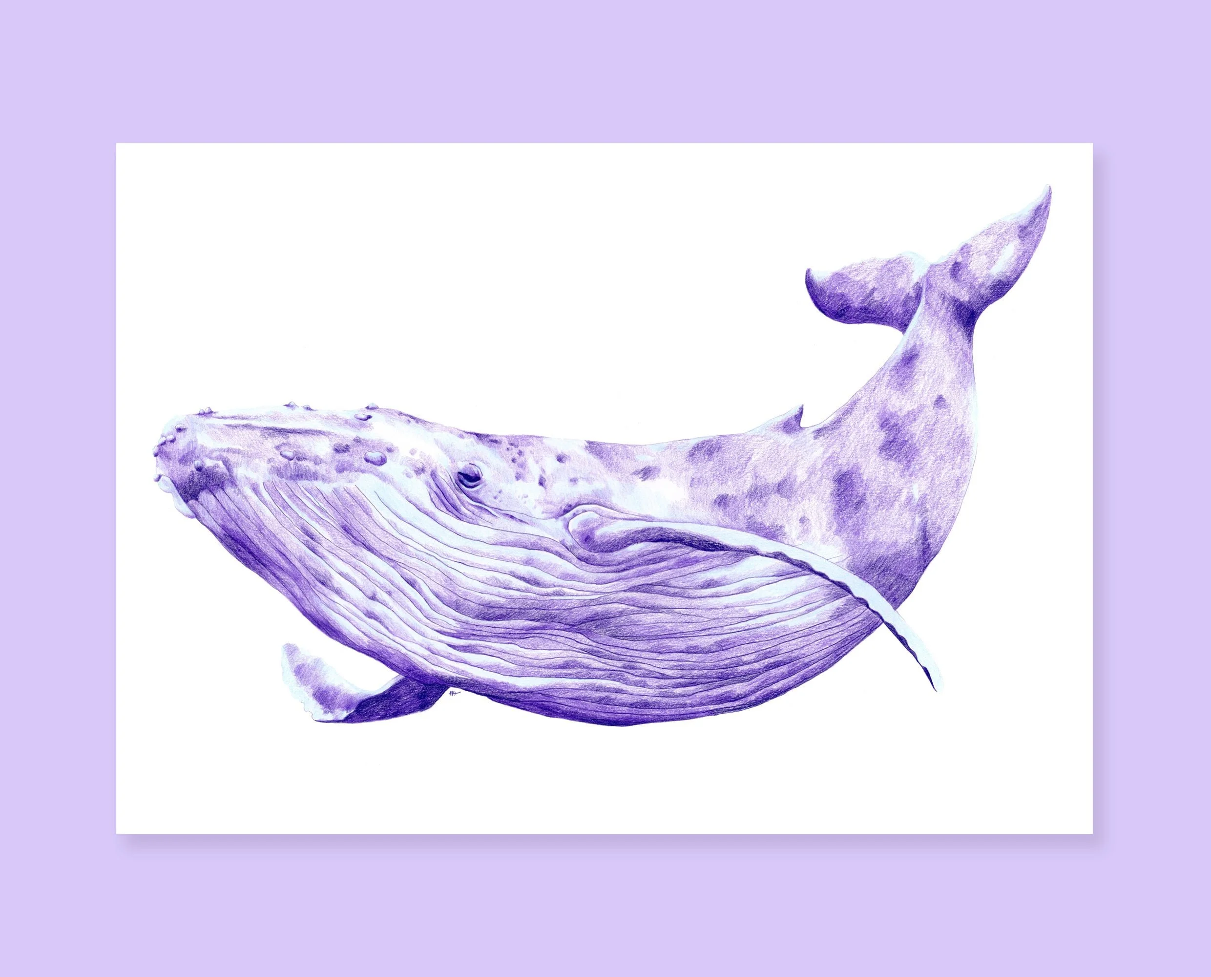 Art print of a whale. Colorful cute whale pencil drawing, perfect for your gallery wall
