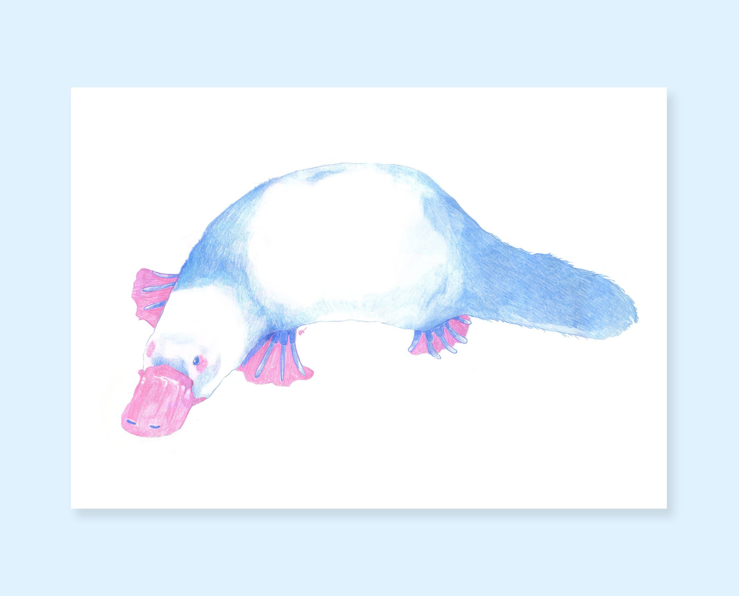 Art print of a platypus. Cute animal pencil drawing print of a platypus, for your gallery wall