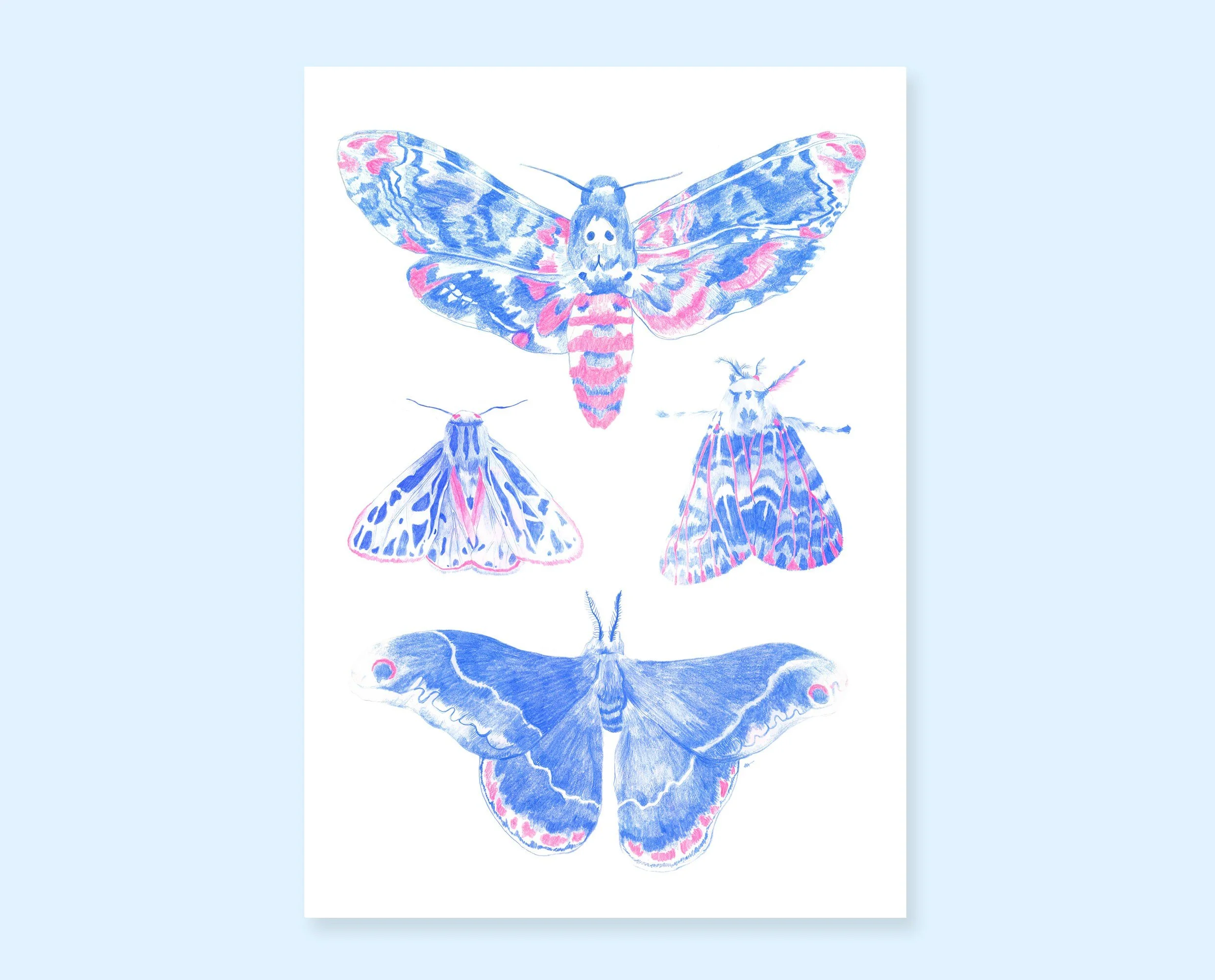 Art print of a set of butterflies. Colorful pencil drawing of butterflies, perfect for your gallery wall