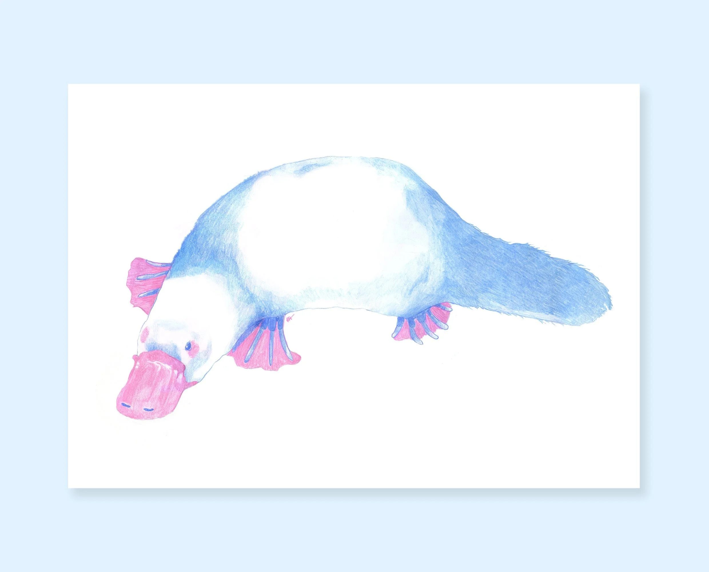 Art print of a platypus. Cute animal pencil drawing print of a platypus, for your gallery wall