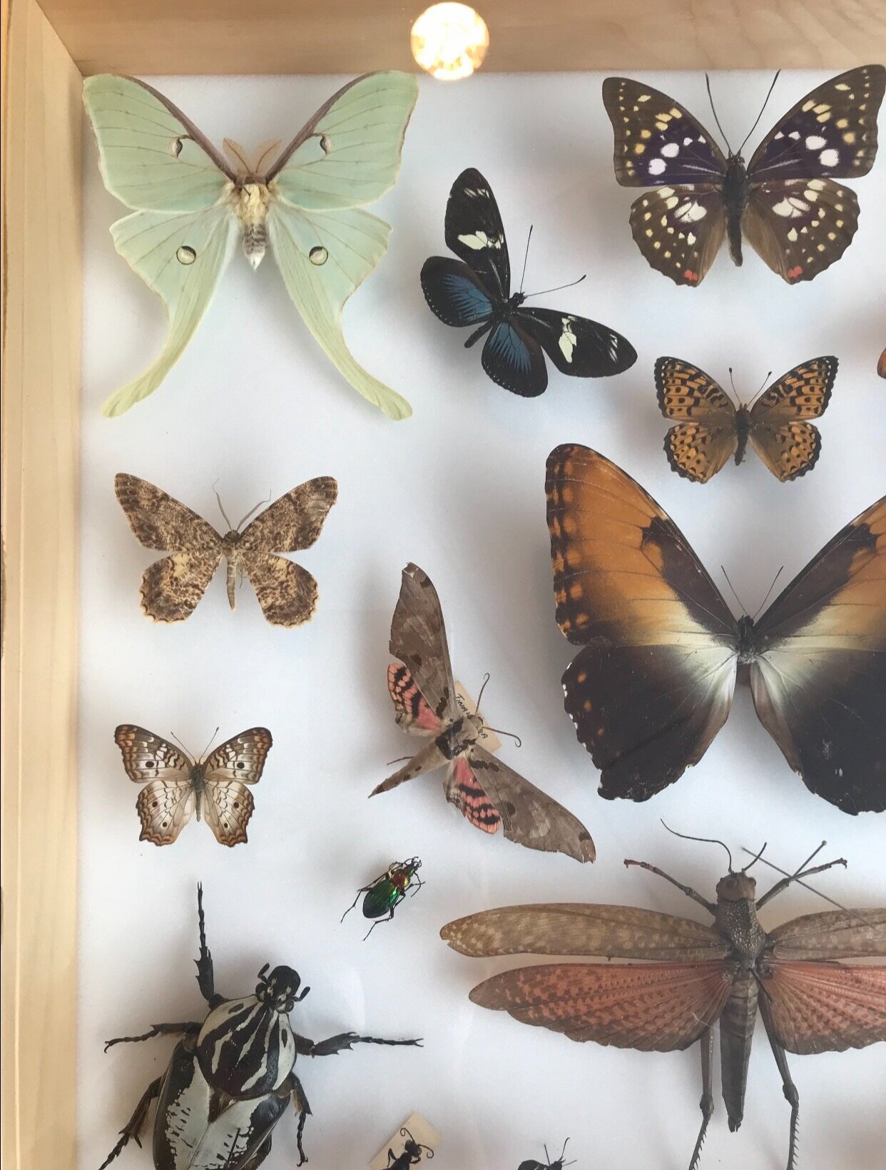butterfly collection photo taken on a visit to a botanical garden