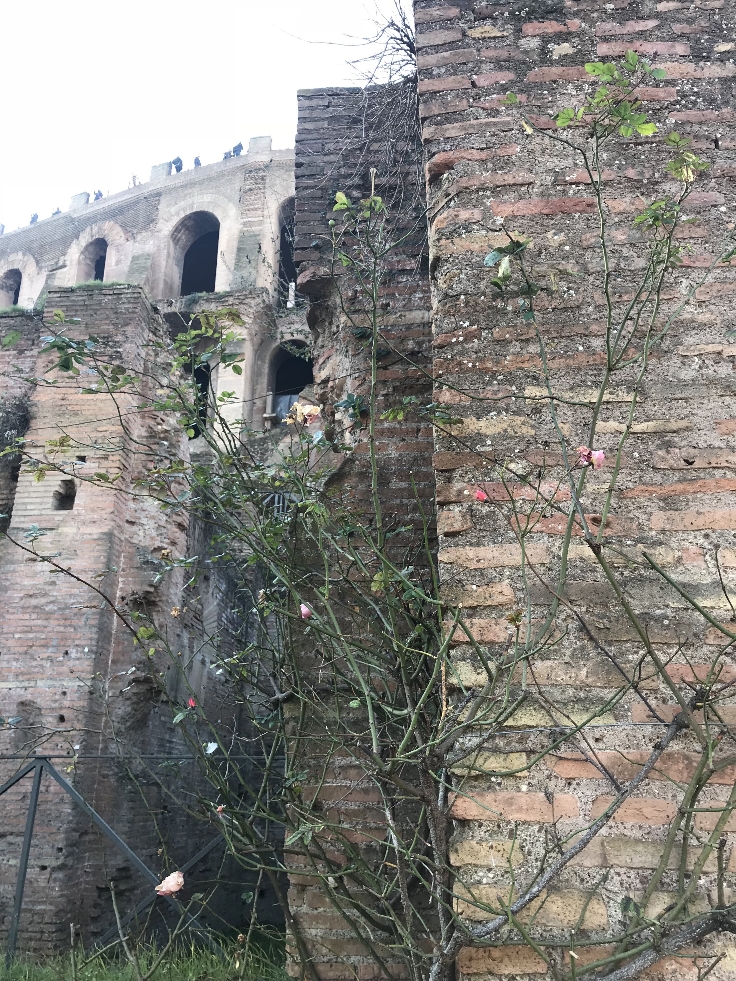garden_and_walls_in_roman_forum.JPG