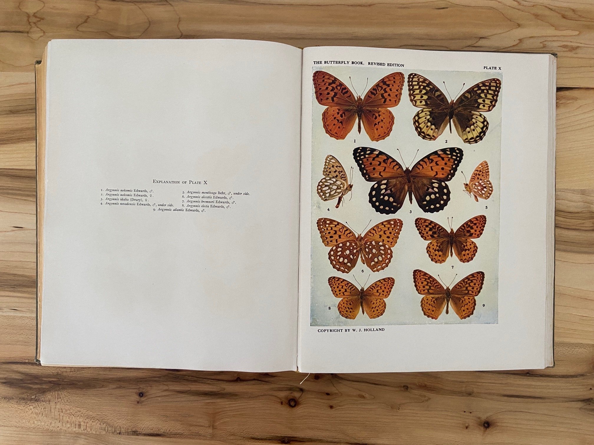 open_butterfly_book_on_table.jpg