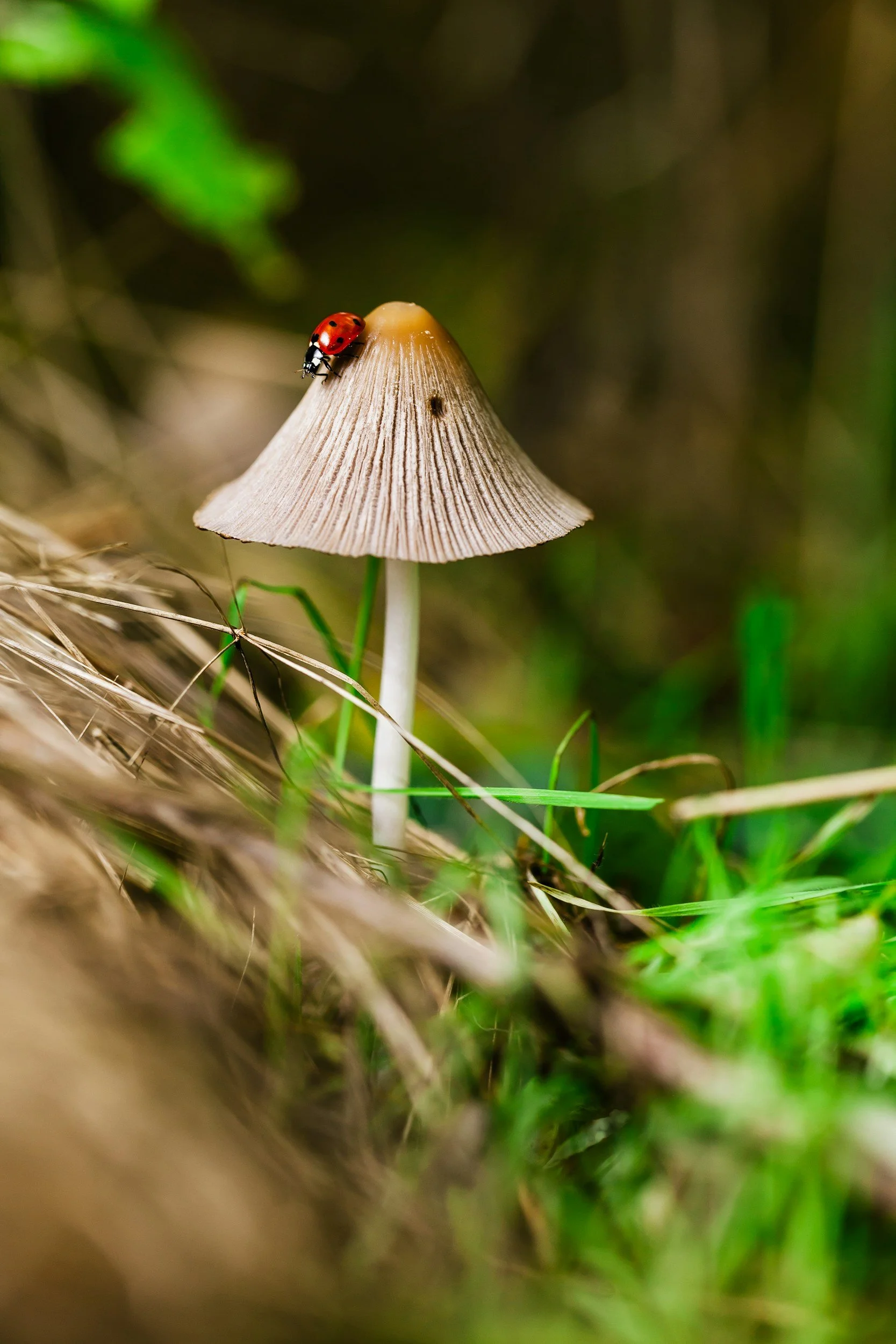Ladybug on a mushroom in a forest.