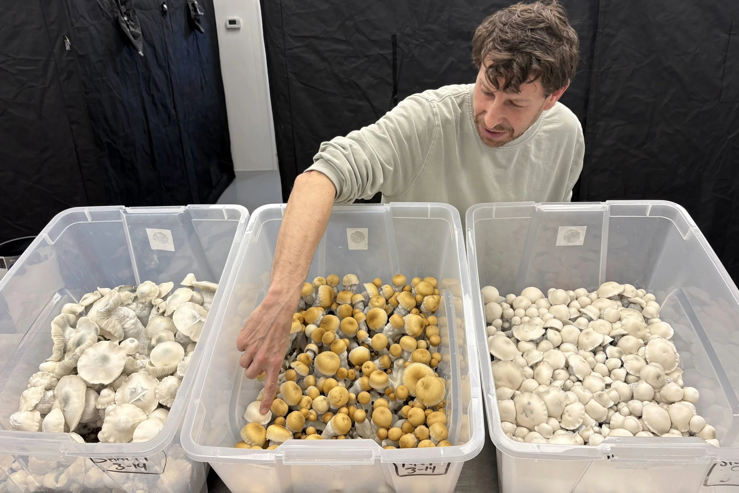 Colorado’s magic mushroom industry prepares to open its doors