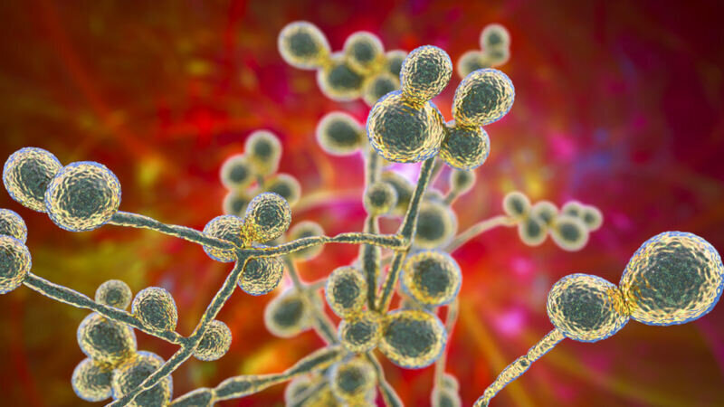 What Is Candida and how do you live with it? | Alternative Health ...