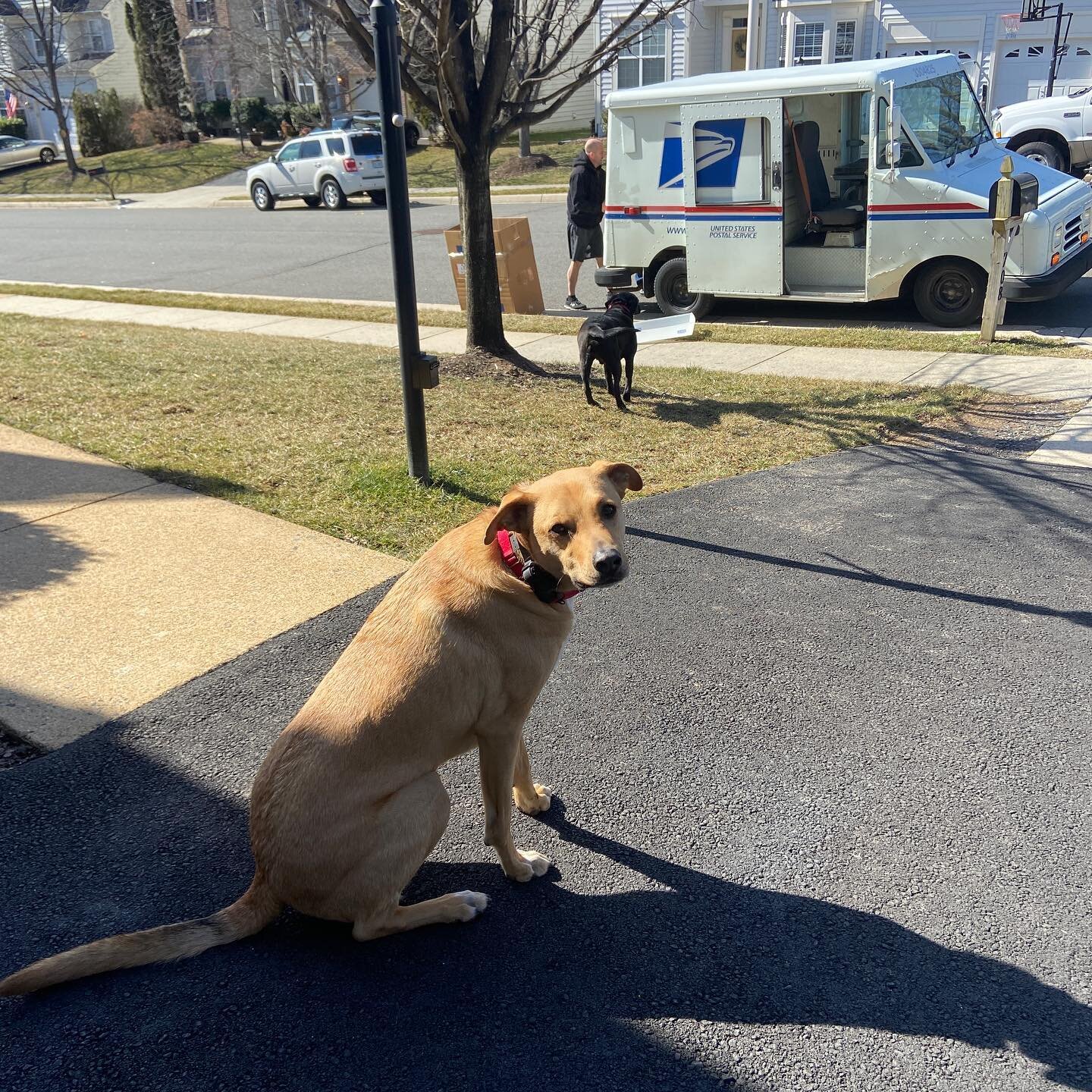 Edge K9: Building dogs &bull; Coaching owners &bull; 1 leash at a time 

Toby continues to grow in his off leash freedom.  He waits patiently for dad to finish with the postman so that he can get his training time in. 

Where should Toby go next? Com