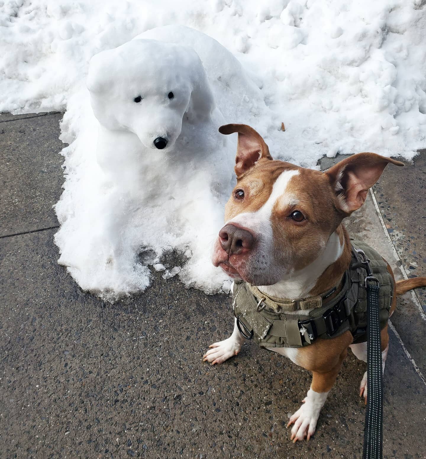 Frankie and his snow pal ☃️🐶
&deg;
&deg;
&deg;
#dogsofinstagram #dogwalkersofinstagram #snowday
#nyc #brooklyn #dogs #mawandpawsdogwalking