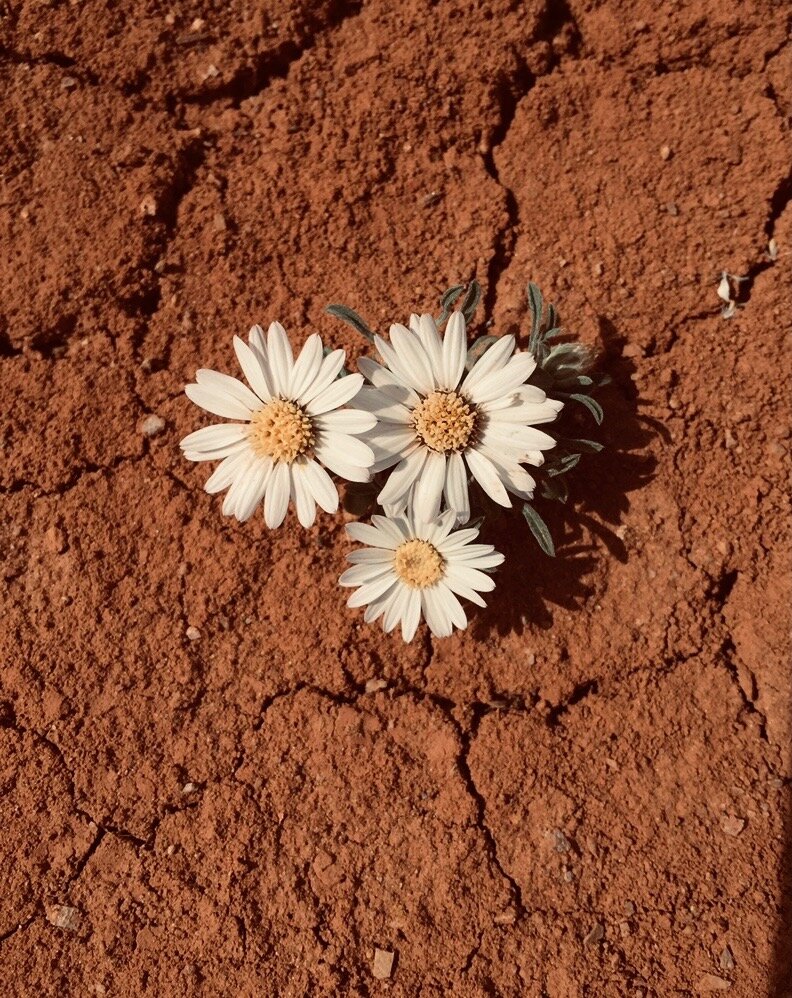 Deep Self-Care for Uncertain Times (self-paced course)