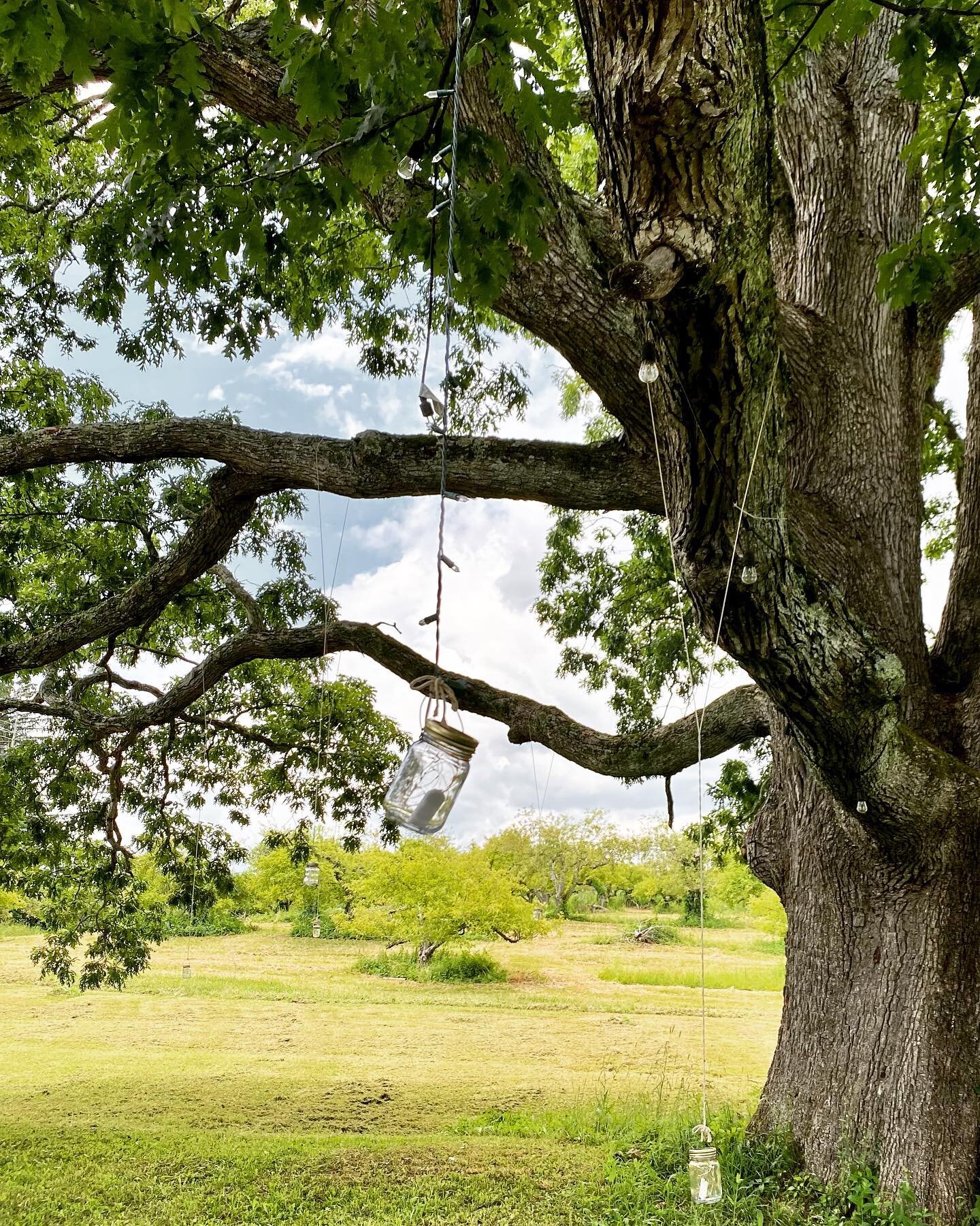 I pledge allegiance to this tree, a 200-year-old oak we found in the orchard, whose branches were strung with lanterns to light the darkness. I pledge allegiance to the bluebirds flitting through it, the tiger lilies and cornflowers growing in broad 