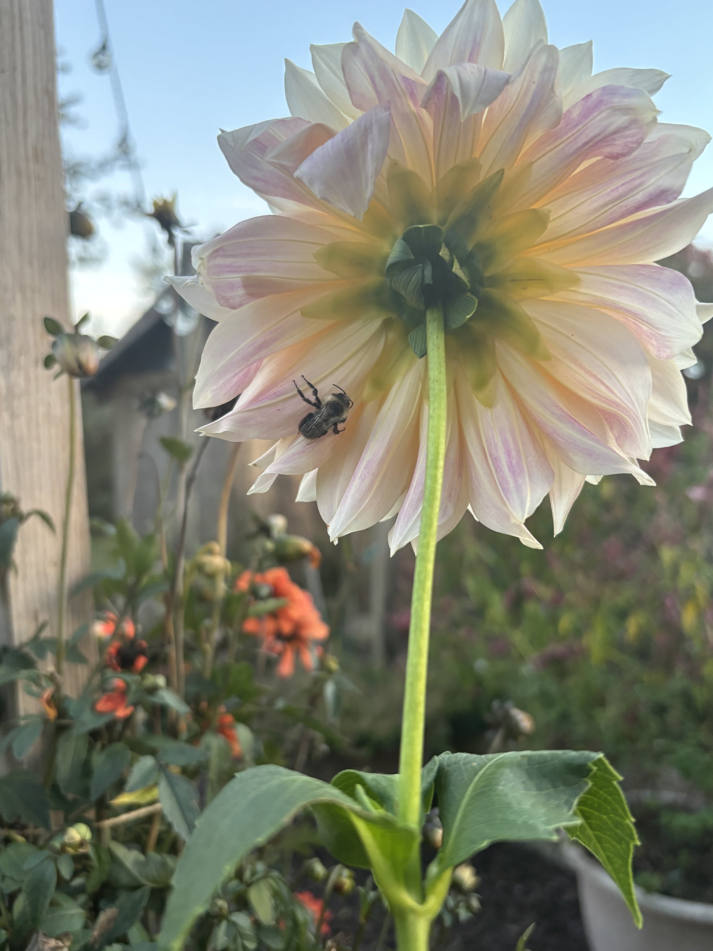 IMG_5221.jpeg