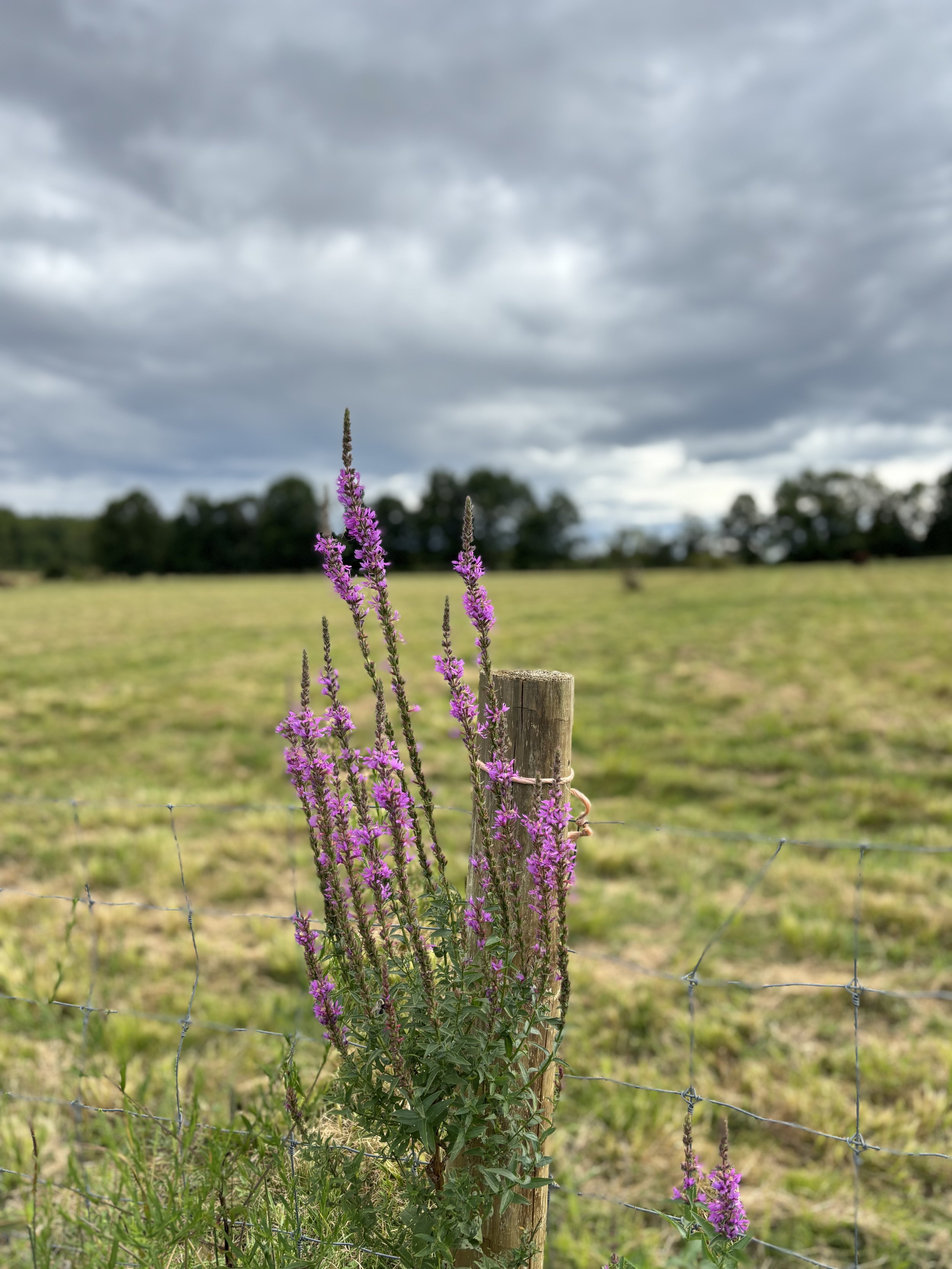 IMG_4838.jpeg