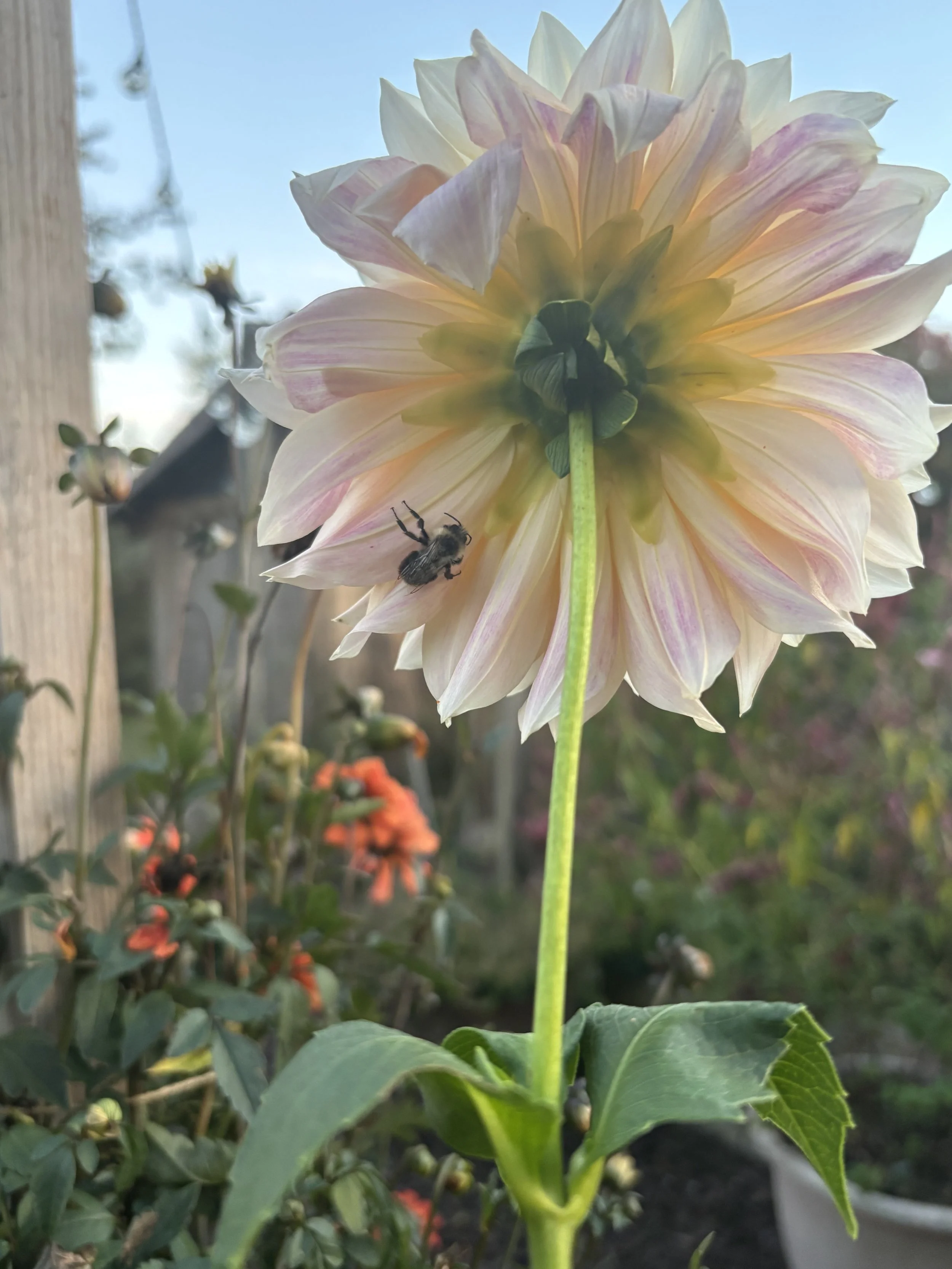 IMG_5221.jpeg